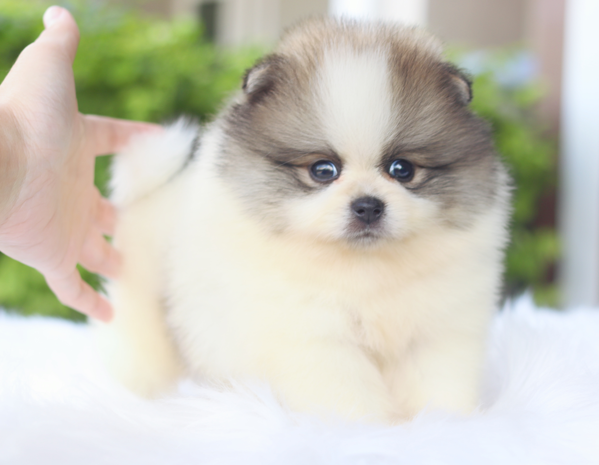 ปอมเมอเรเนียน เพศผู้สีแฟนซี