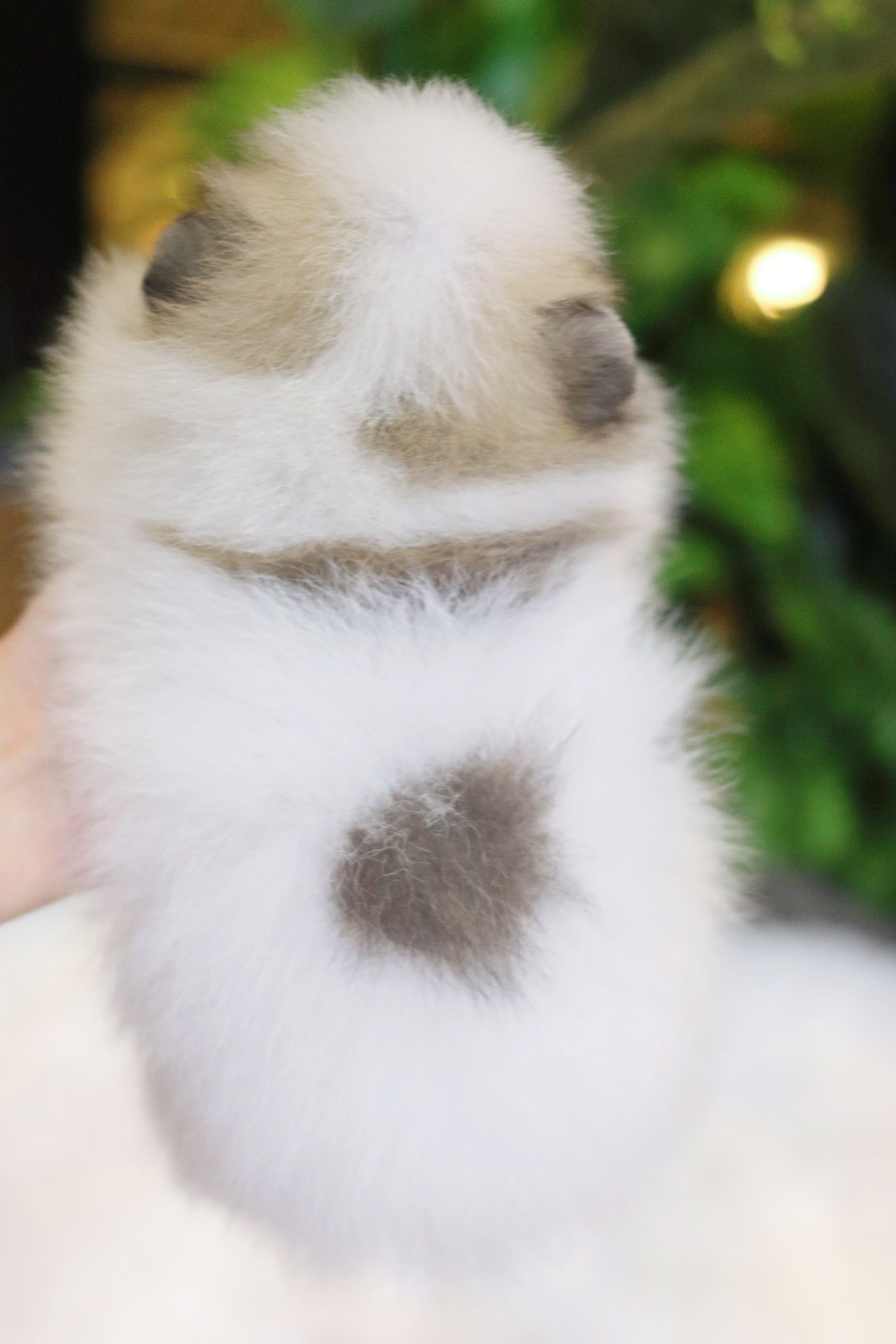 ปอมเมอเรเนียน เพศผู้ สีแฟนซี