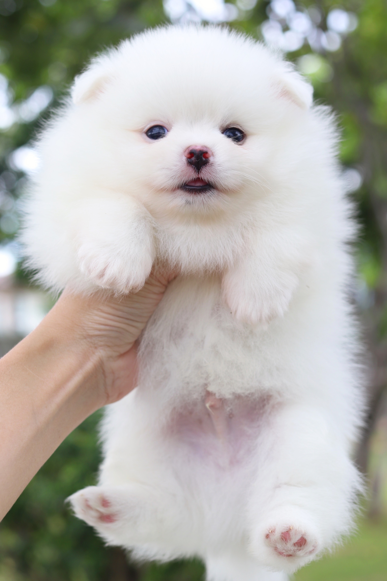 ปอมเมอเรเนียน เพศผู้ สีขาวครีม