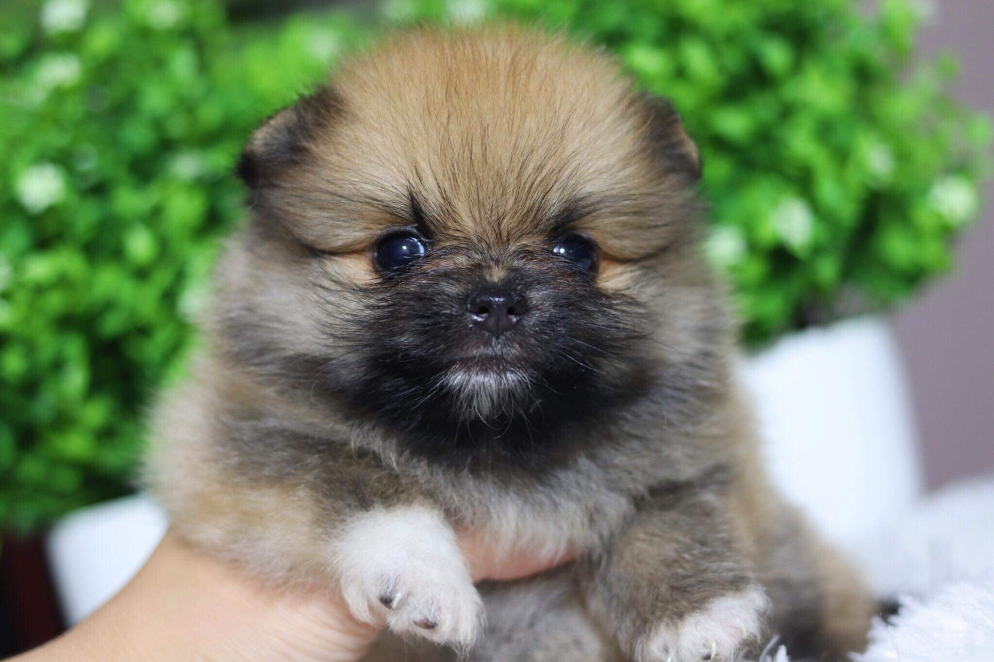 ปอมเมอเรเนียน เพศเมีย