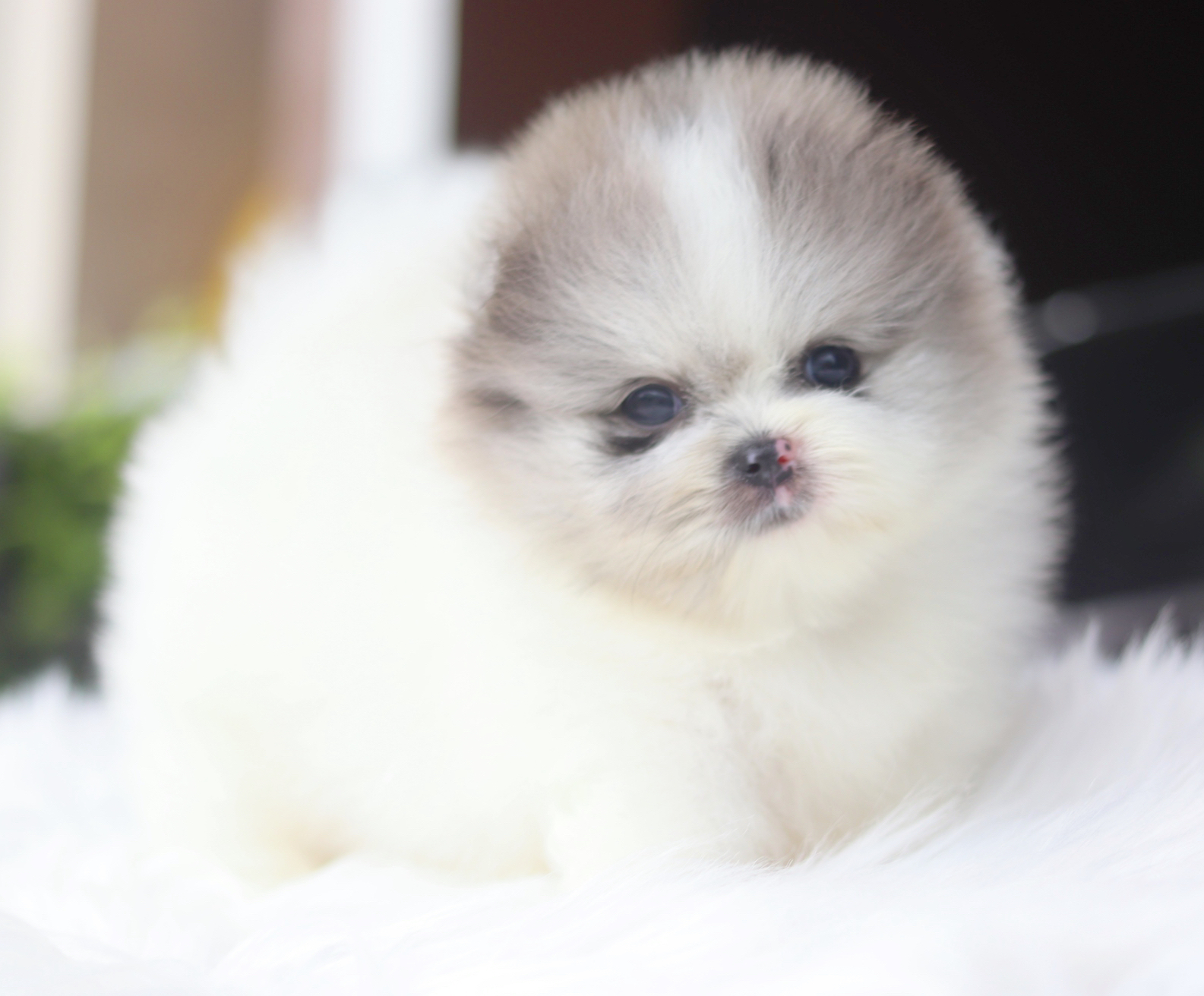 ปอมเมอเรเนียน เพศผู้ สีแฟนซีเมอร์เร่