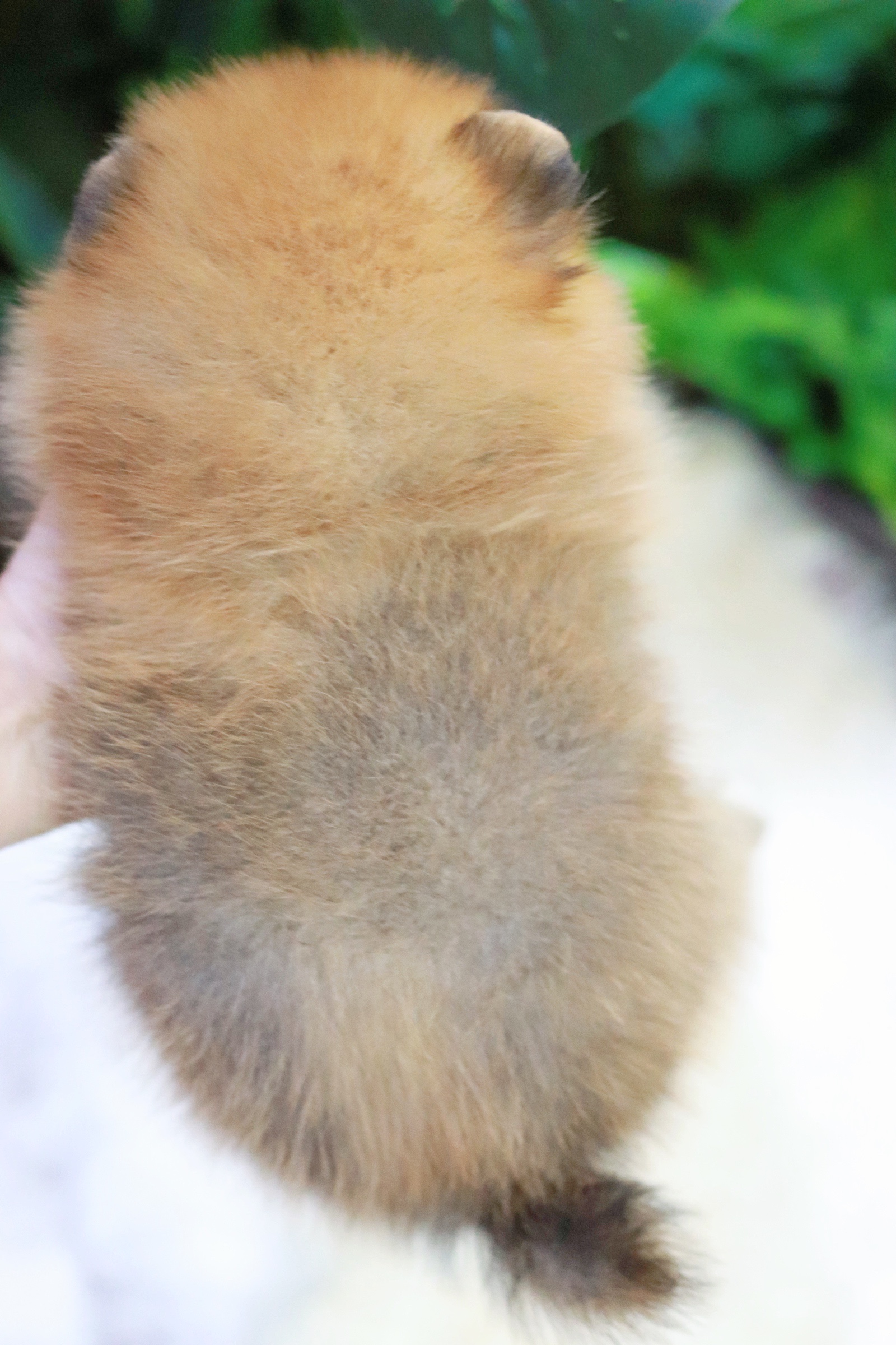 ปอมเมอเรเนียน เพศผู้สีส้ม