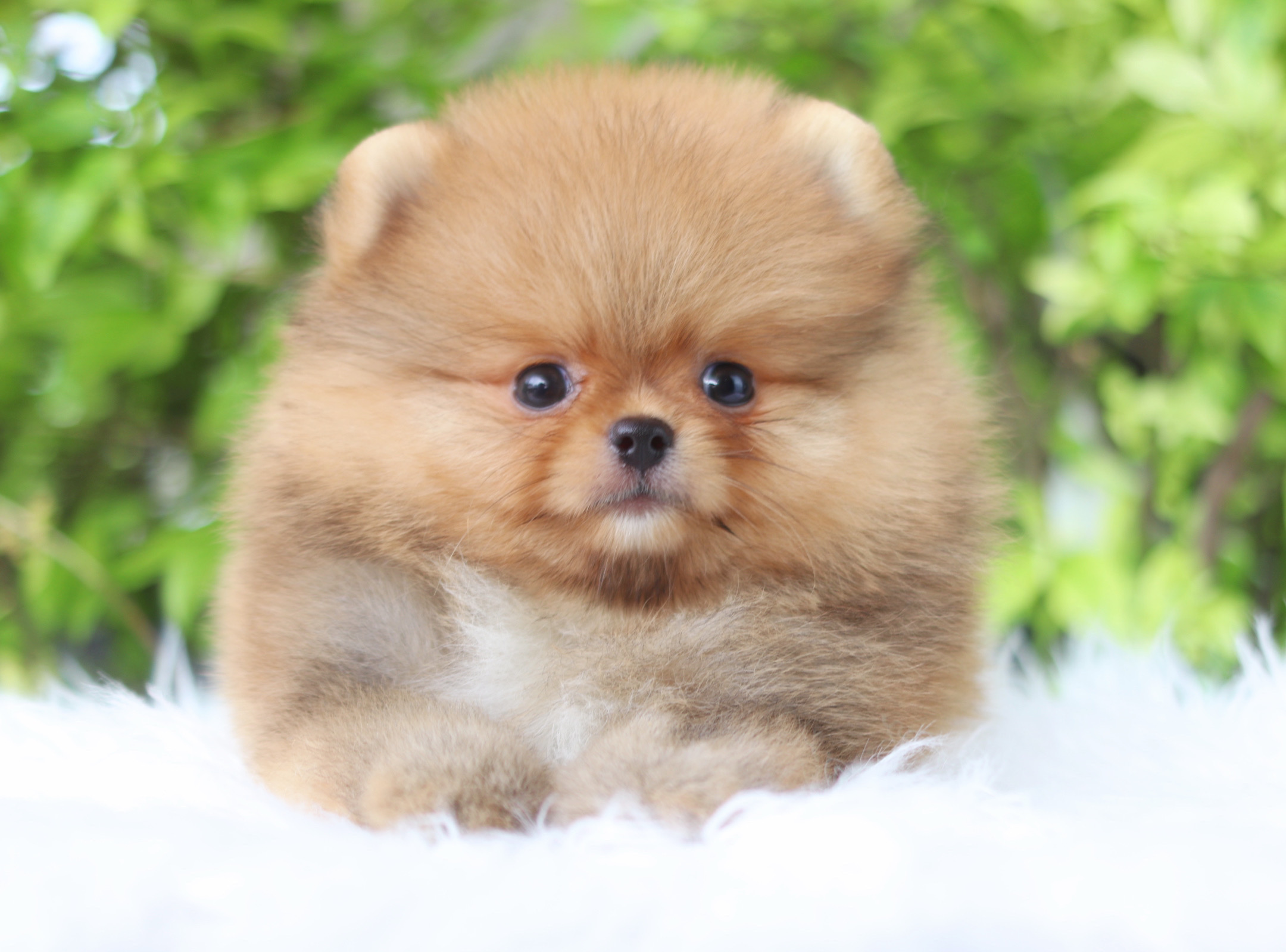 ปอมเมอเรเนียน เพศผูั สีส้ม เกรดโชว์