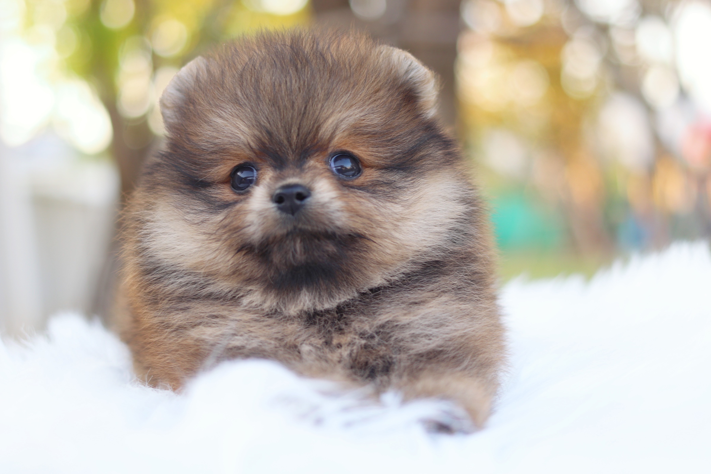 ปอมเมอเรเนียน เพศเมียสีส้ม