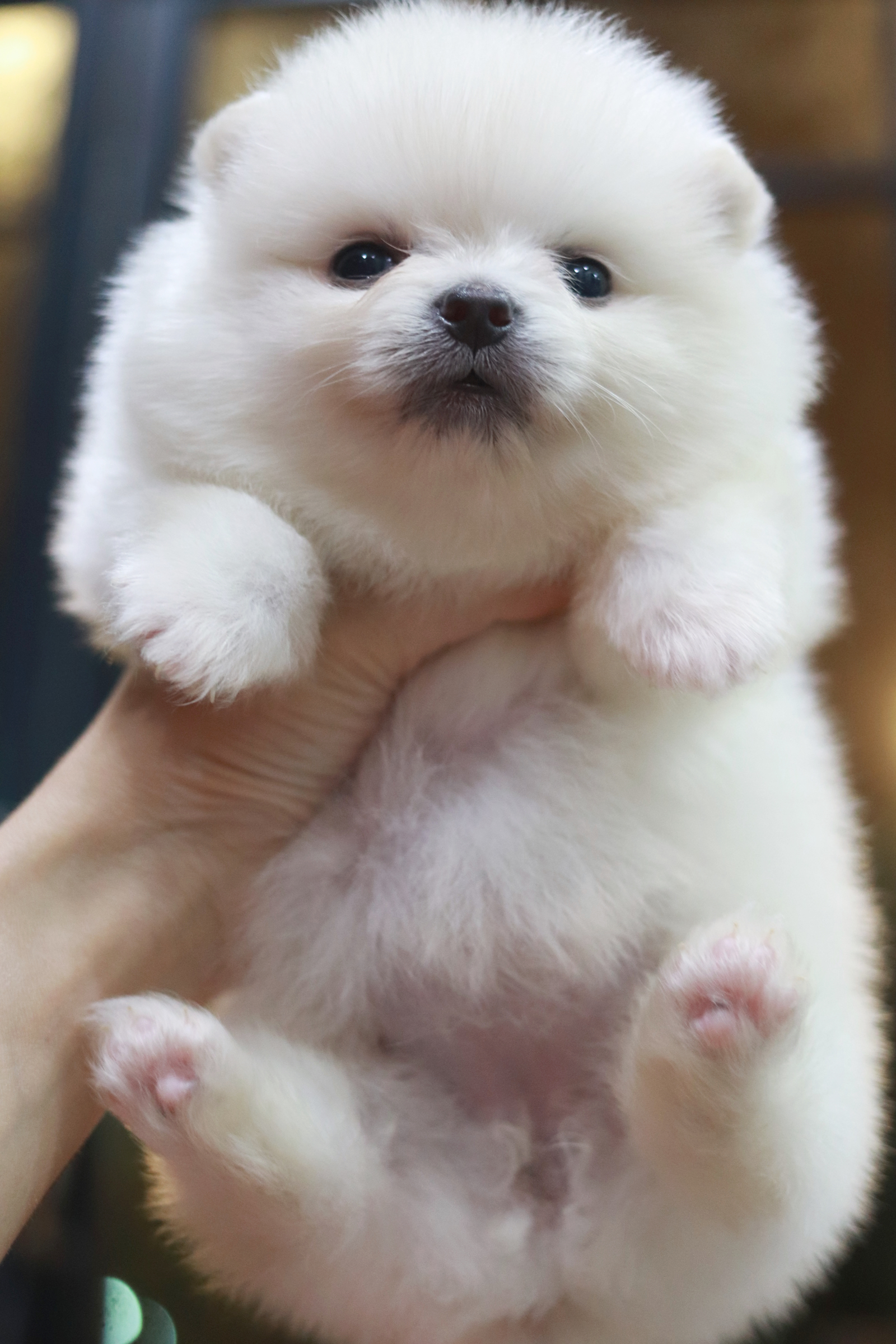 ปอมเมอเรเนียน เพศเมีย