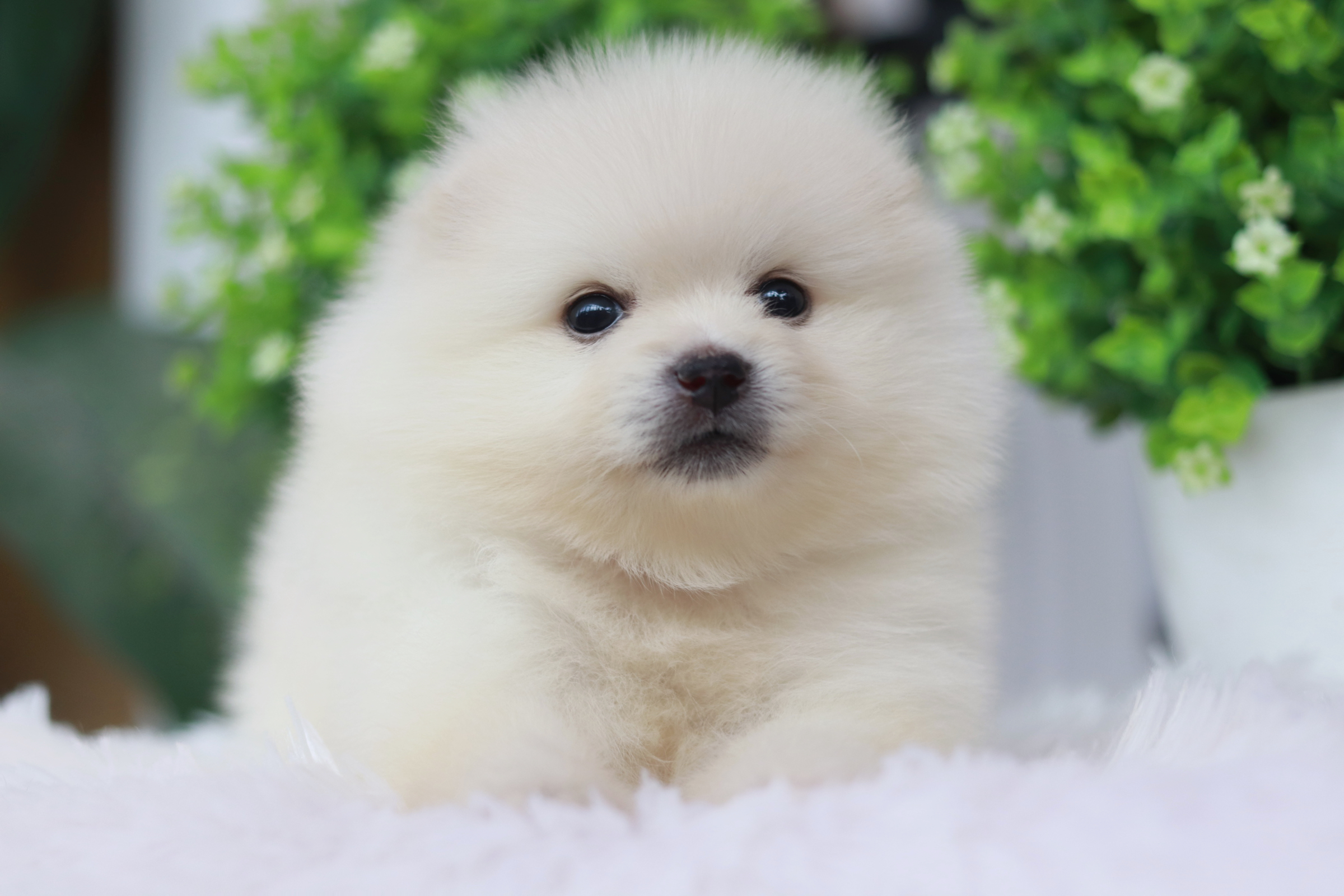 ปอมเมอเรเนียน เพศเมีย หน้าฟ็อก