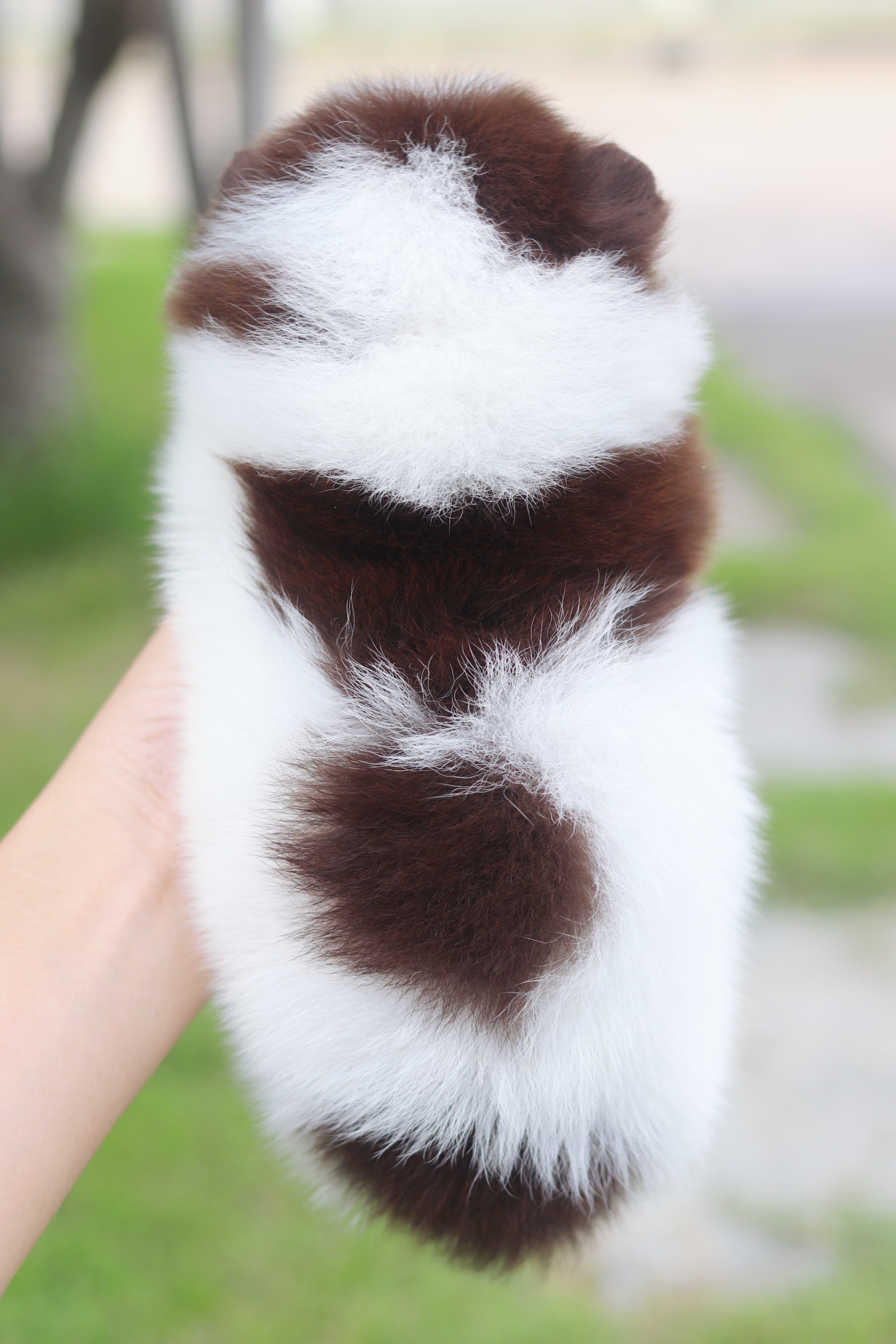 ปอมเมอเรเนียน เพศเมียสีแฟนซีช็อค