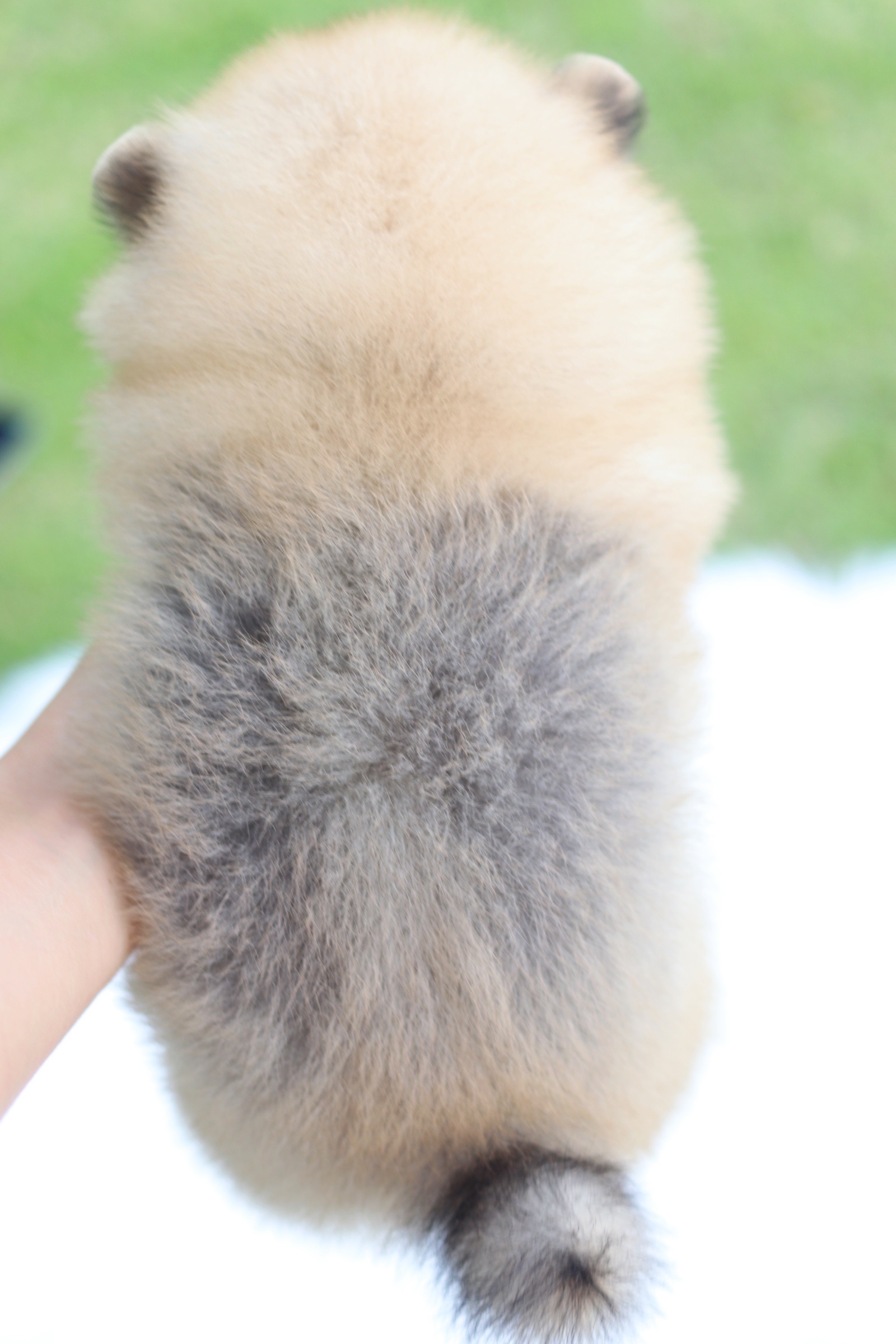 ปอมเมอเรเนียน เพศผู้สีส้ม