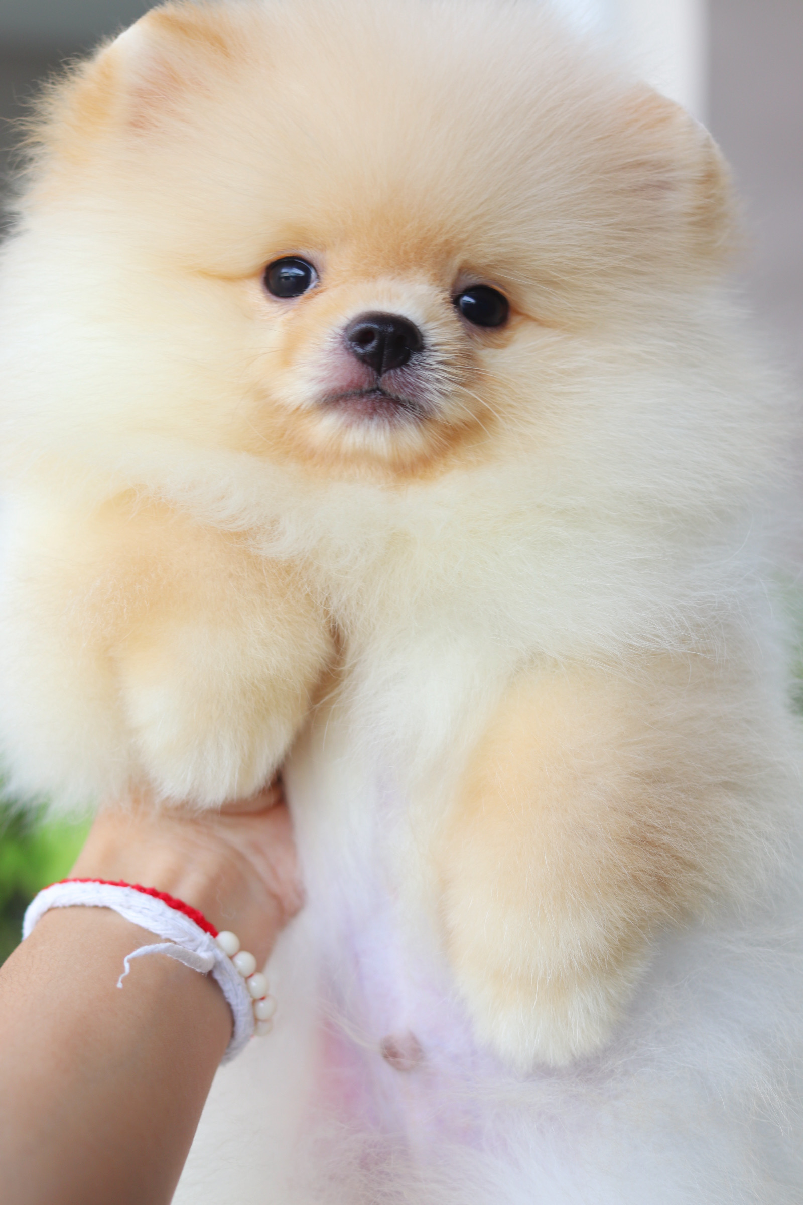 ปอมเมอเรเนียน เพศผู้ สีครีม เกรดโชว์