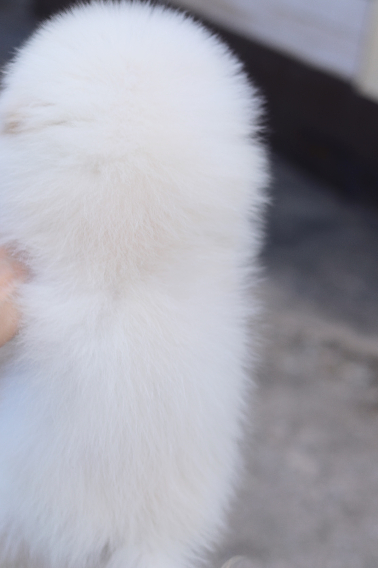 ปอมเมอเรเนียน เพศผู้สีขาวครีม