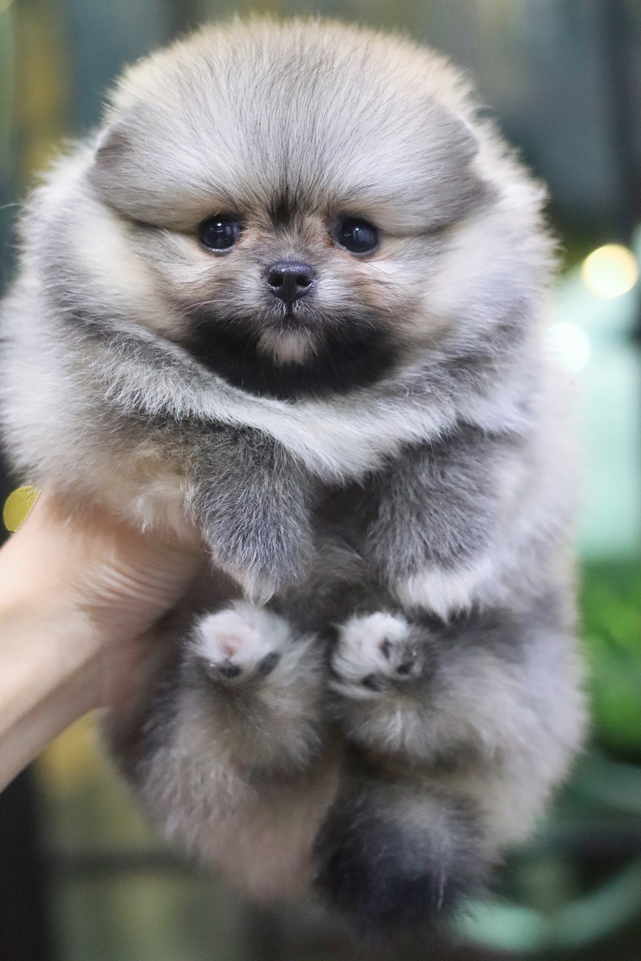 ปอมเมอเรเนียน เพศเมียสีส้ม เกรดโชว์