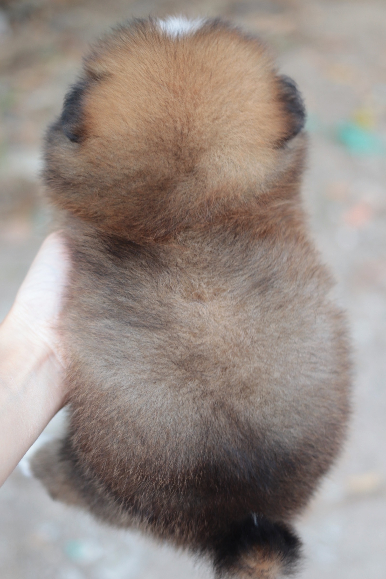 ปอมเมอเรเนียน เพศเมียสีส้ม หน้าฟ็อก