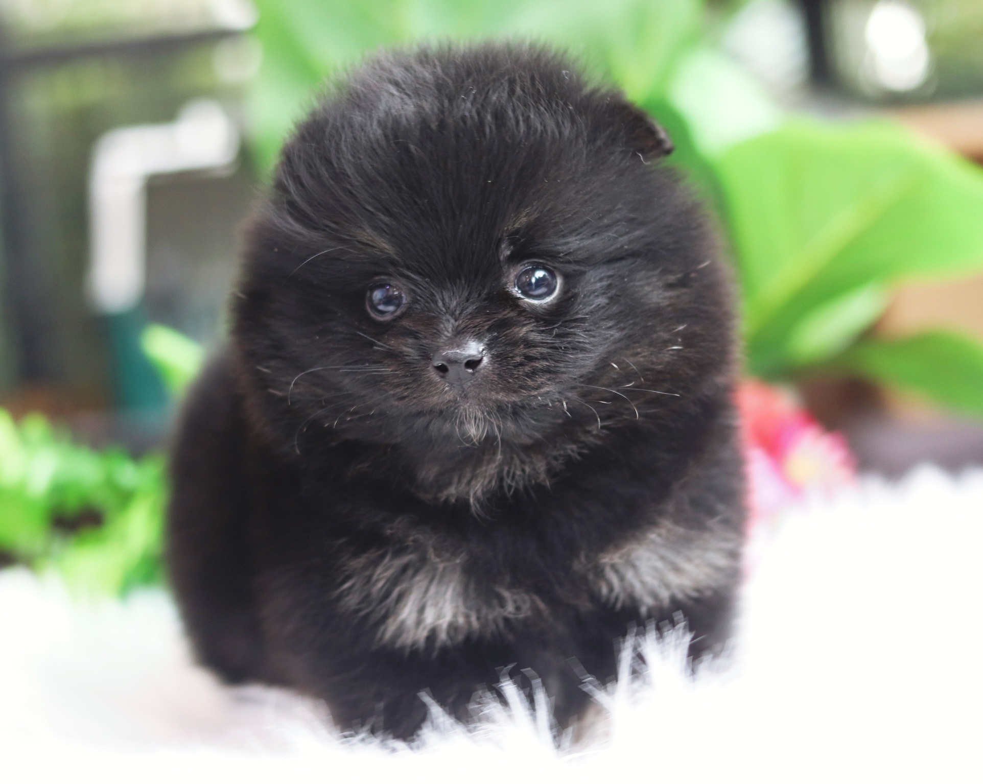 ปอมเมอเรเนียน เพศผู้ สีแบล็คแทน