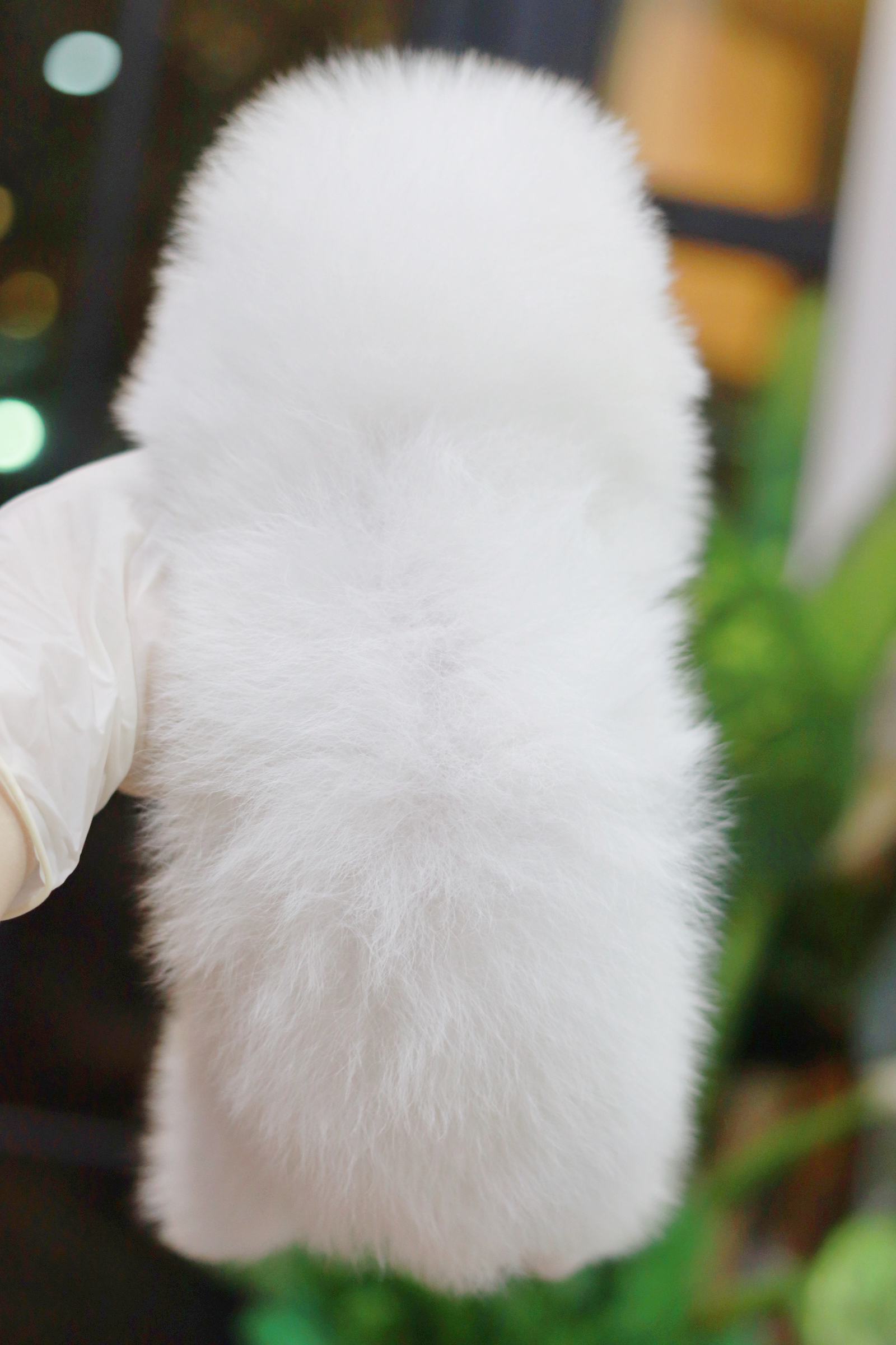 ปอมเมอเรเนียน เพศผู้