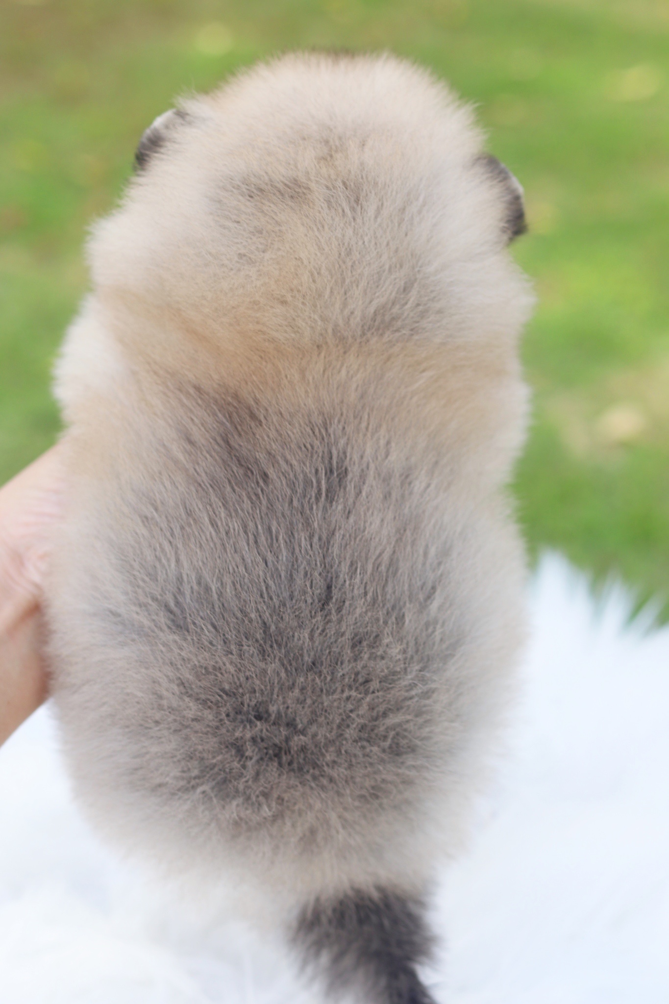 ปอมเมอเรเนียน เพศผู้สีส้ม