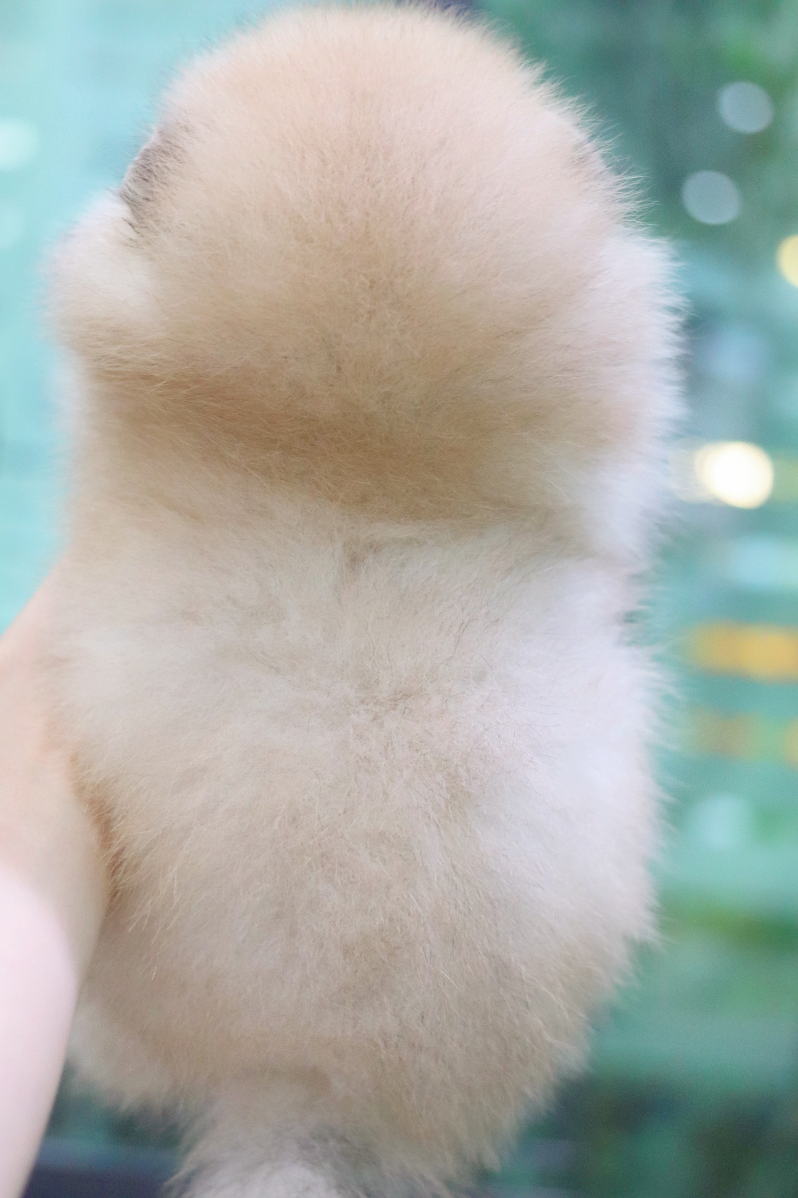 ปอมเมอเรเนียน เพศผู้ สีส้ม