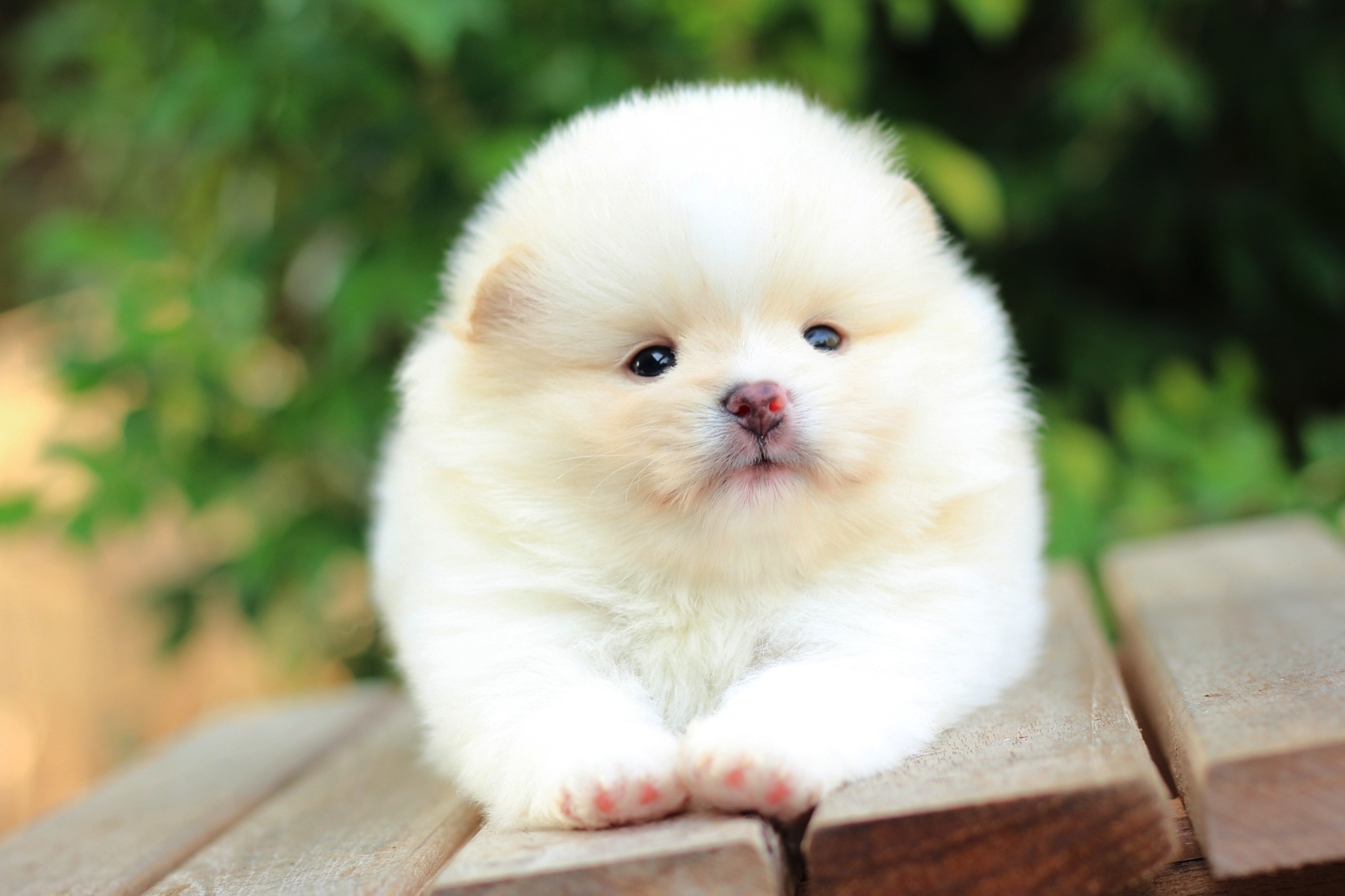 ปอมเมอเรเนียน เพศผู้สีครีม