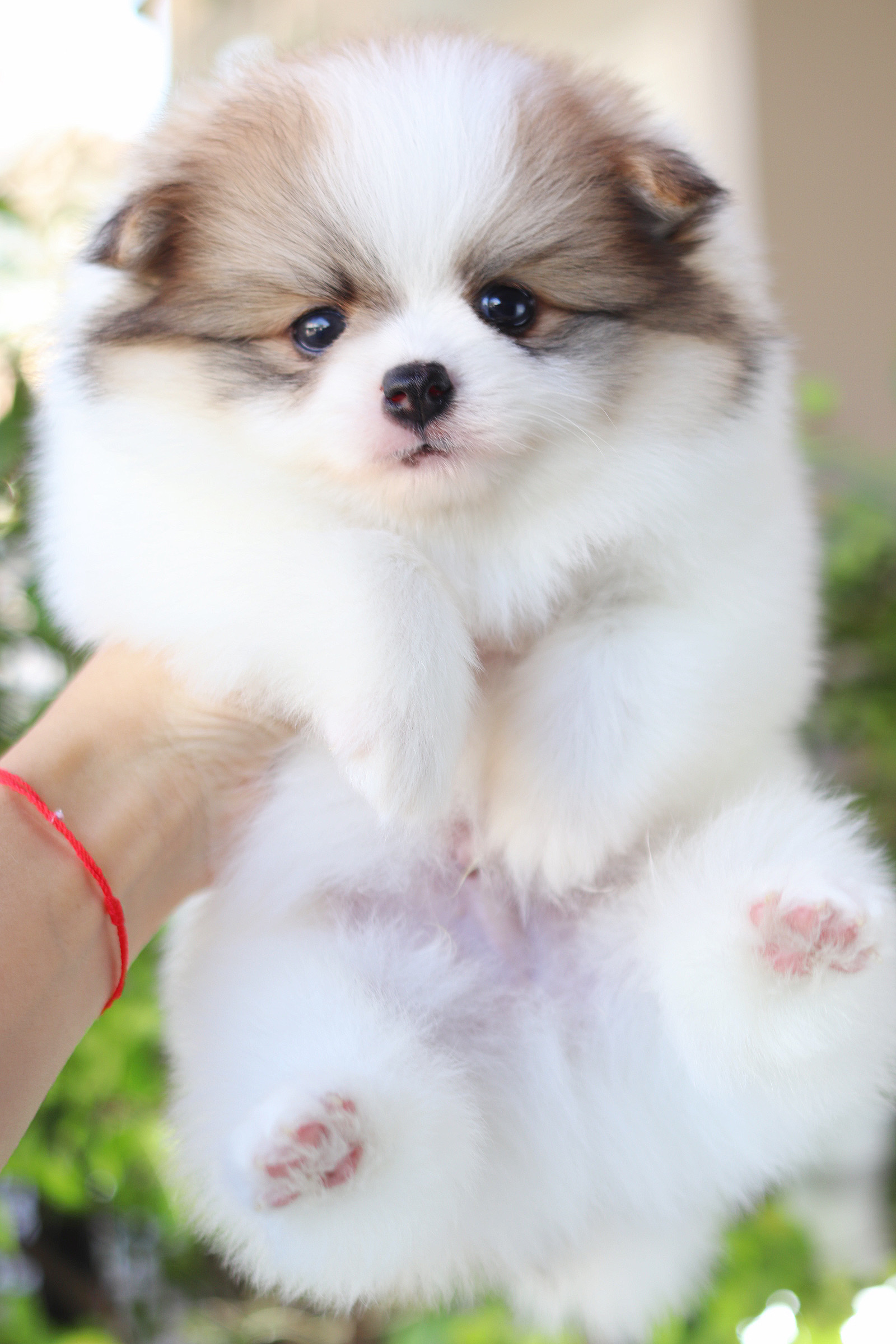 ปอมเมอเรเนียน เพศผู้สีแฟนซี