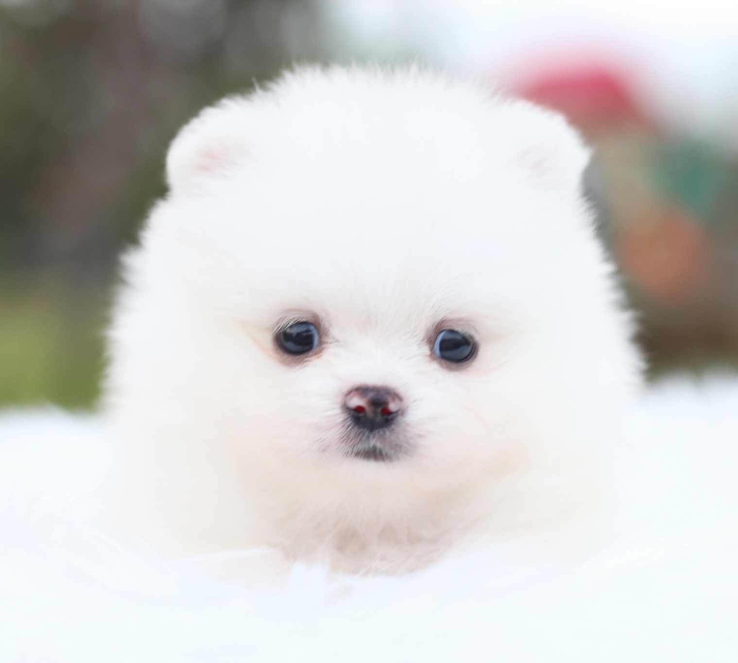 ปอมเมอเรเนียน เพศผู้ สีขาวครีม