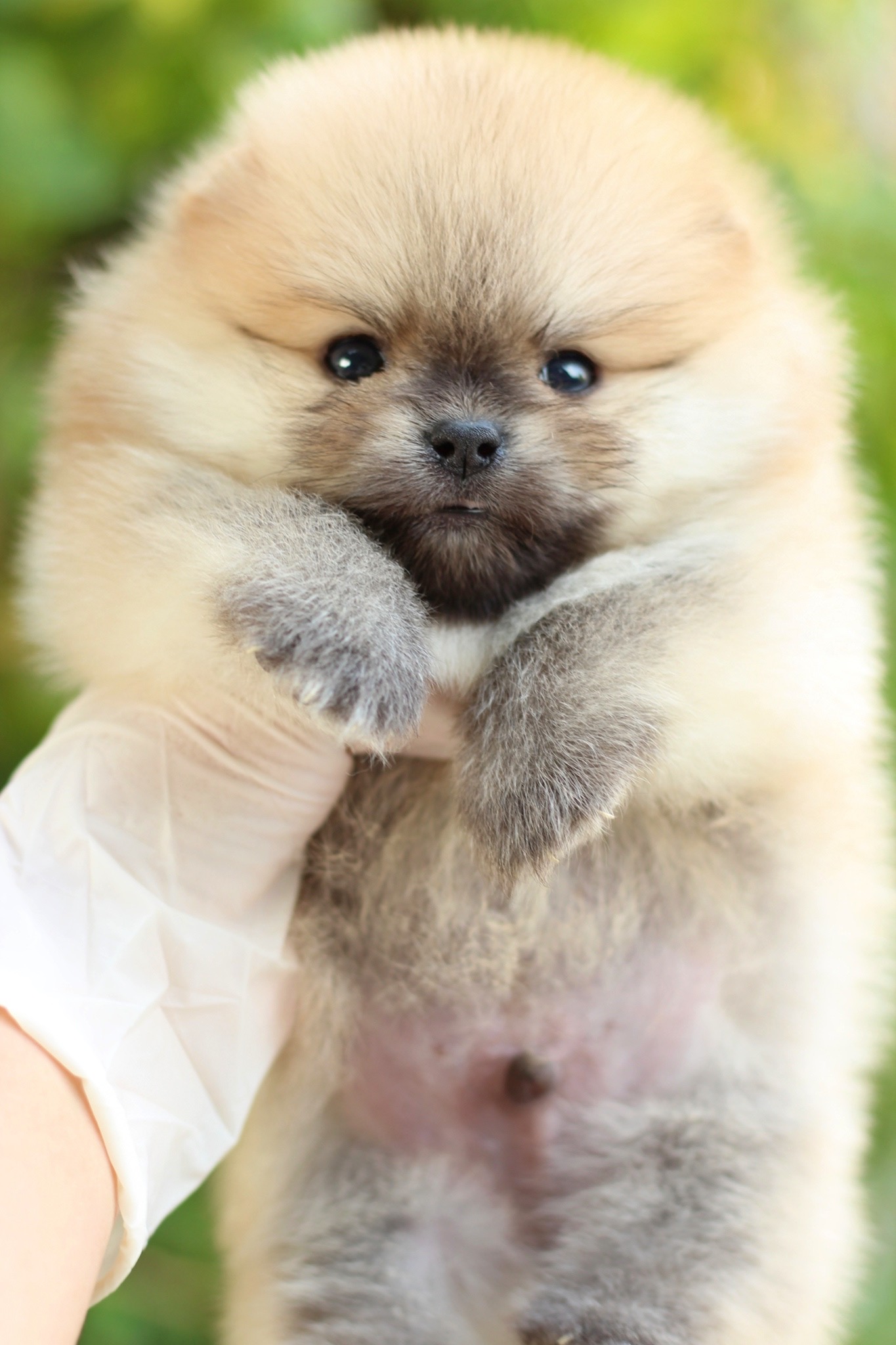 ปอมเมอเรเนียน เพศผู้ สีส้ม