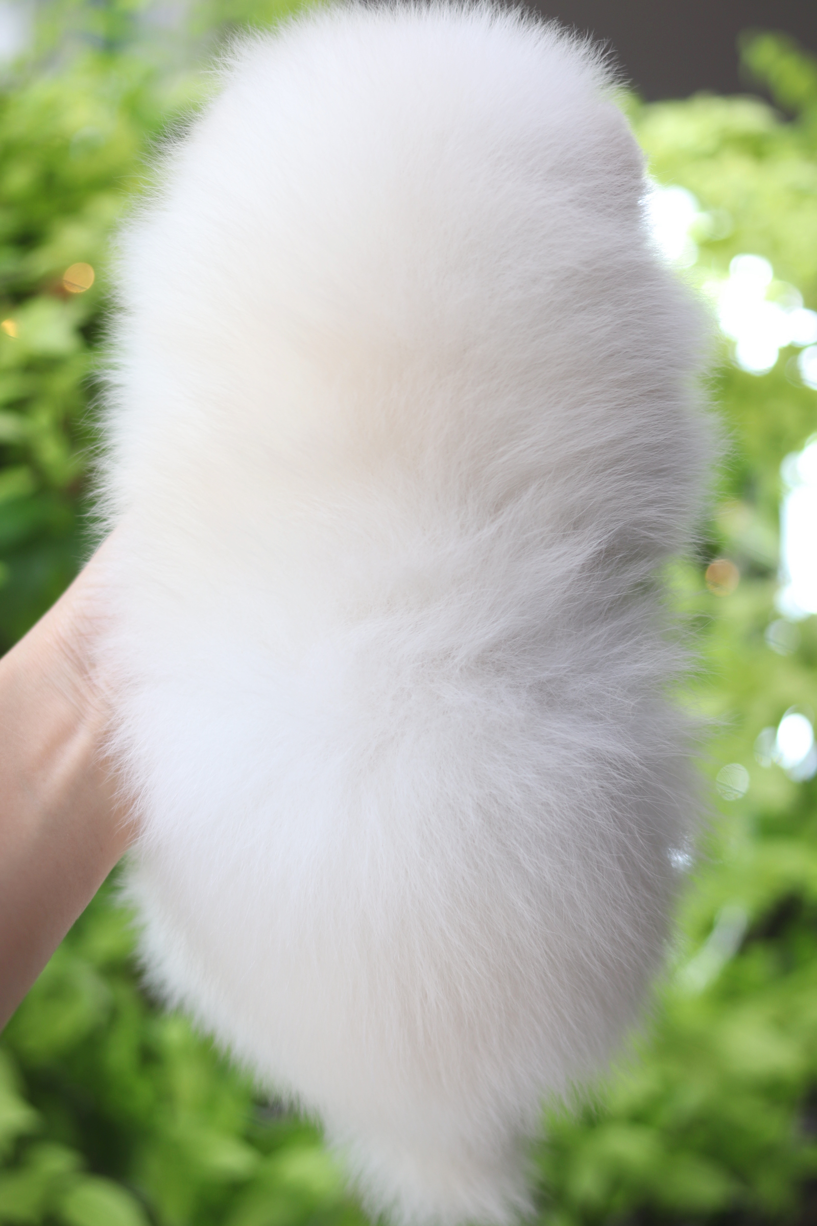 ปอมเมอเรเนียน เพศเมียสีขาวครีม เกรดโชว์