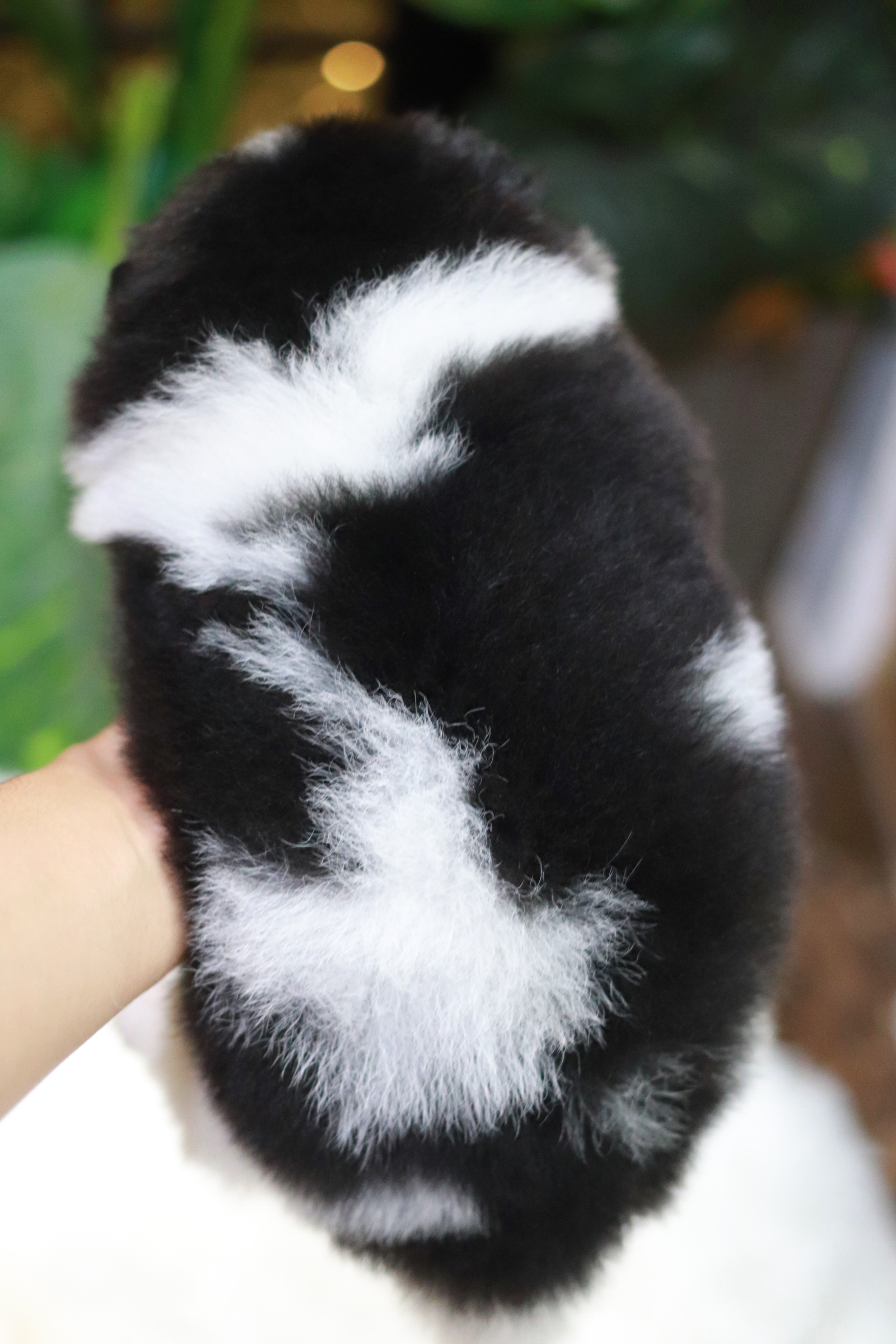 ปอมเมอเรเนียน เพศผู้ หมีแพนด้า หน้าฟ็อก