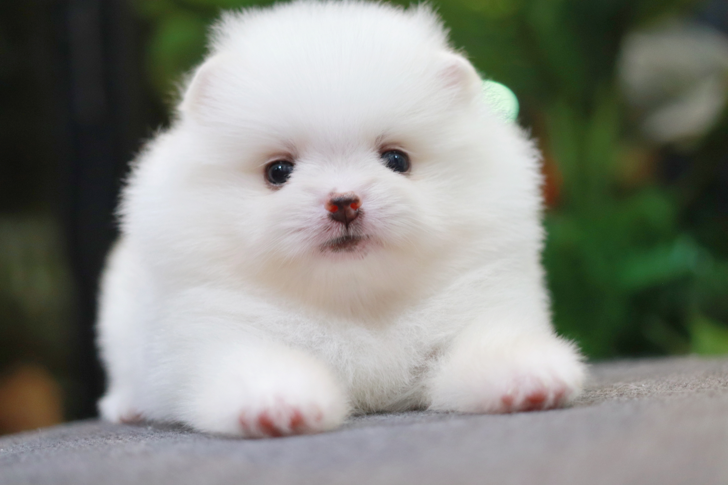 ปอมเมอเรเนียน เพศเมียสีขาว