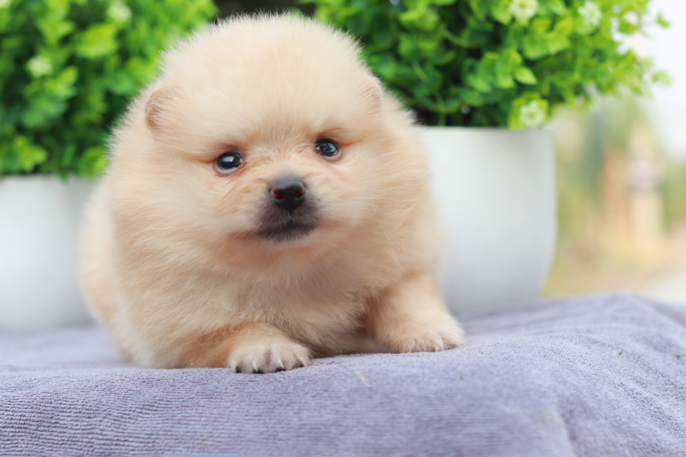 ปอมเมอเรเนียน เพศผู้ ครีม