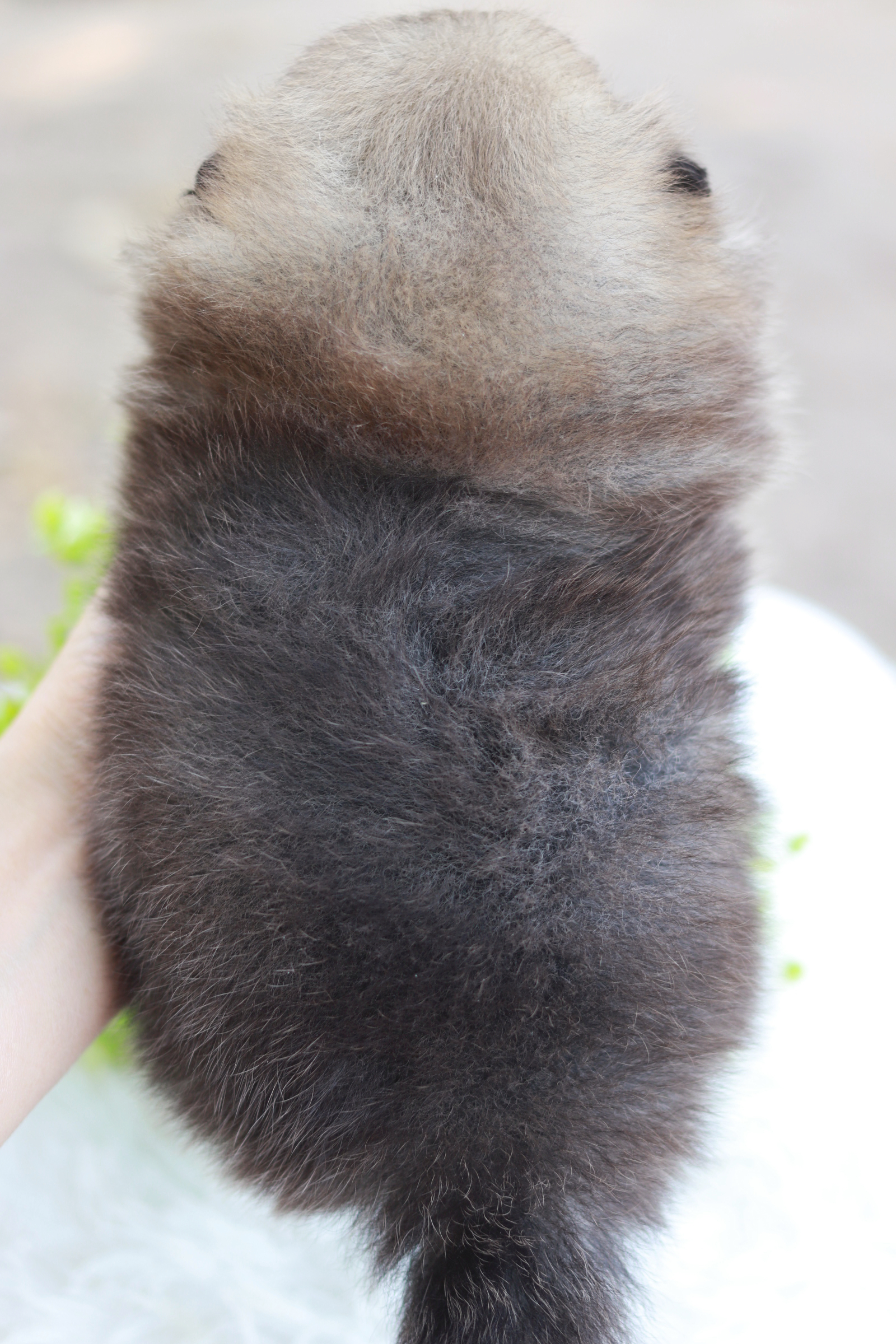 ปอมเมอเรเนียน เพศผู้