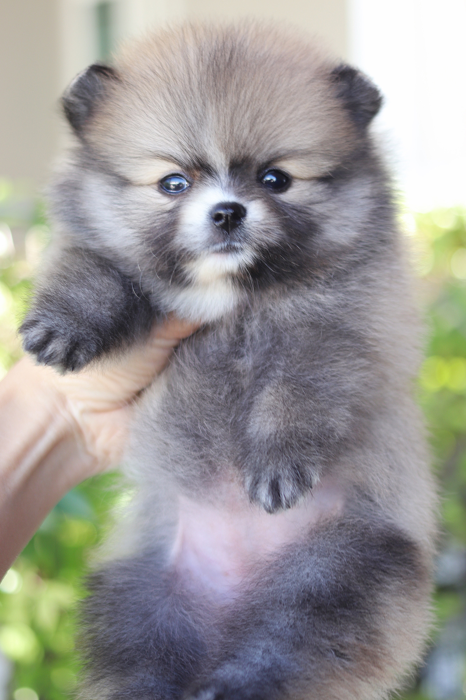 ปอมเมอเรเนียน เพศเมีย สีส้ม