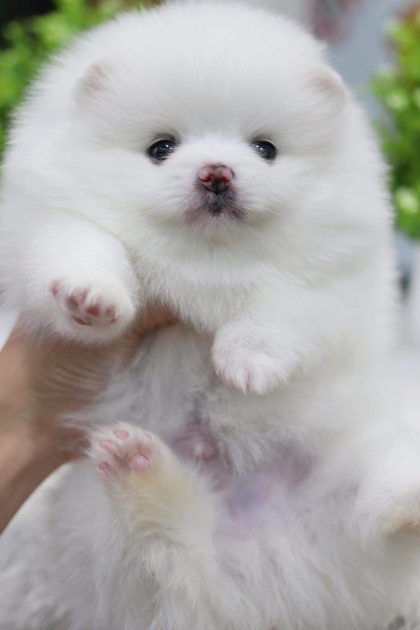 ปอมเมอเรเนียน เพศผู้