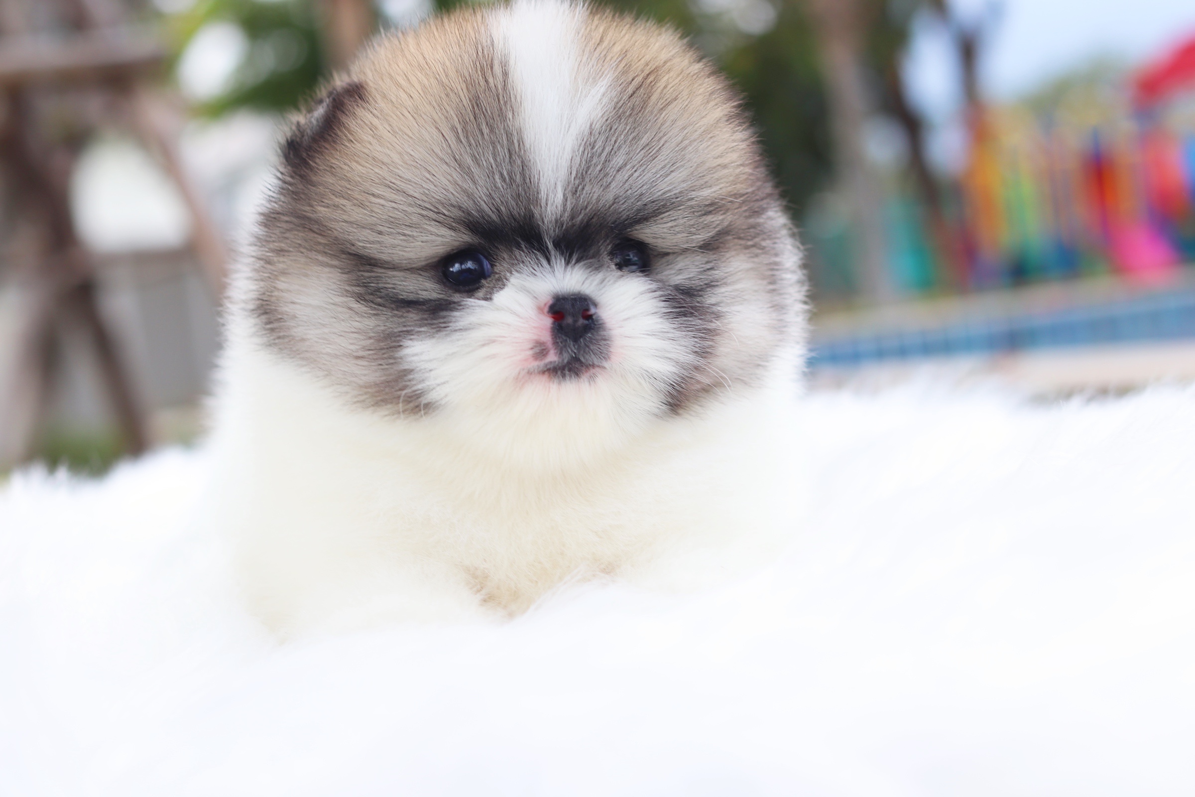 ปอมเมอเรเนียน เพศผู้ สีแฟนซี