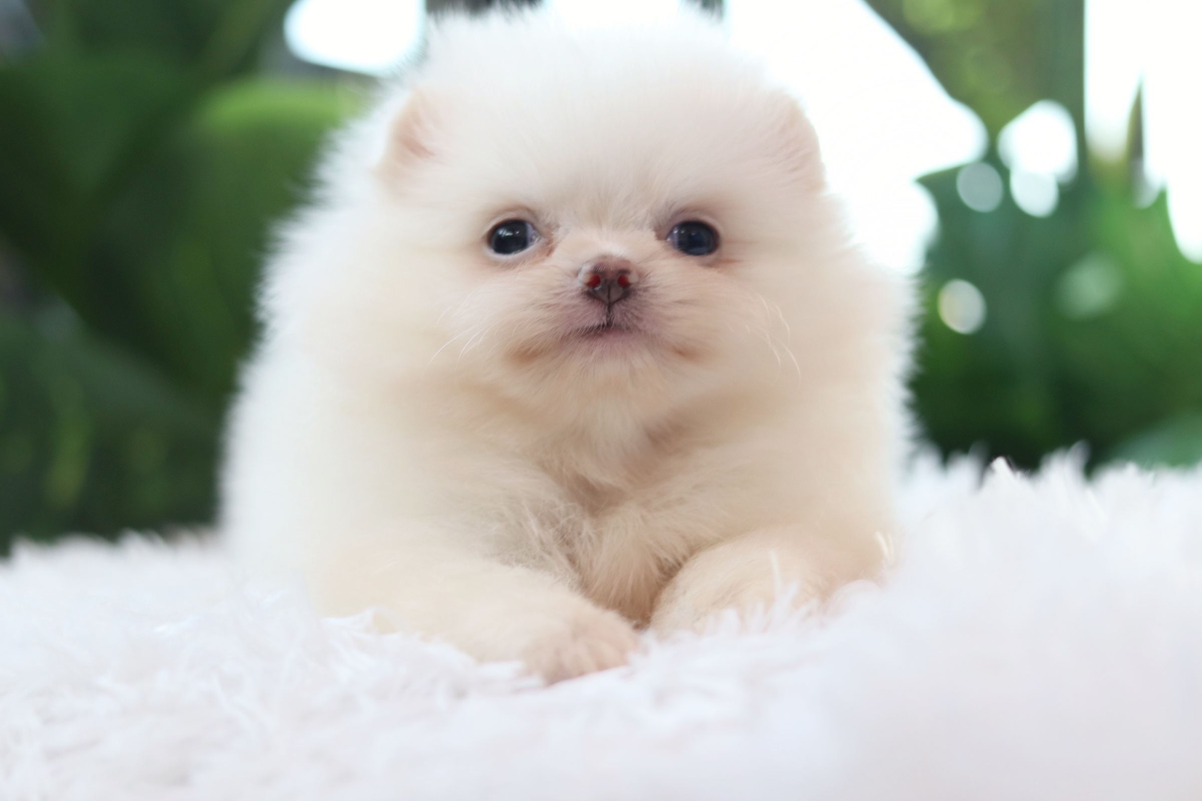 ปอมเมอเรเนียน เพศเมียสีขาวครีม