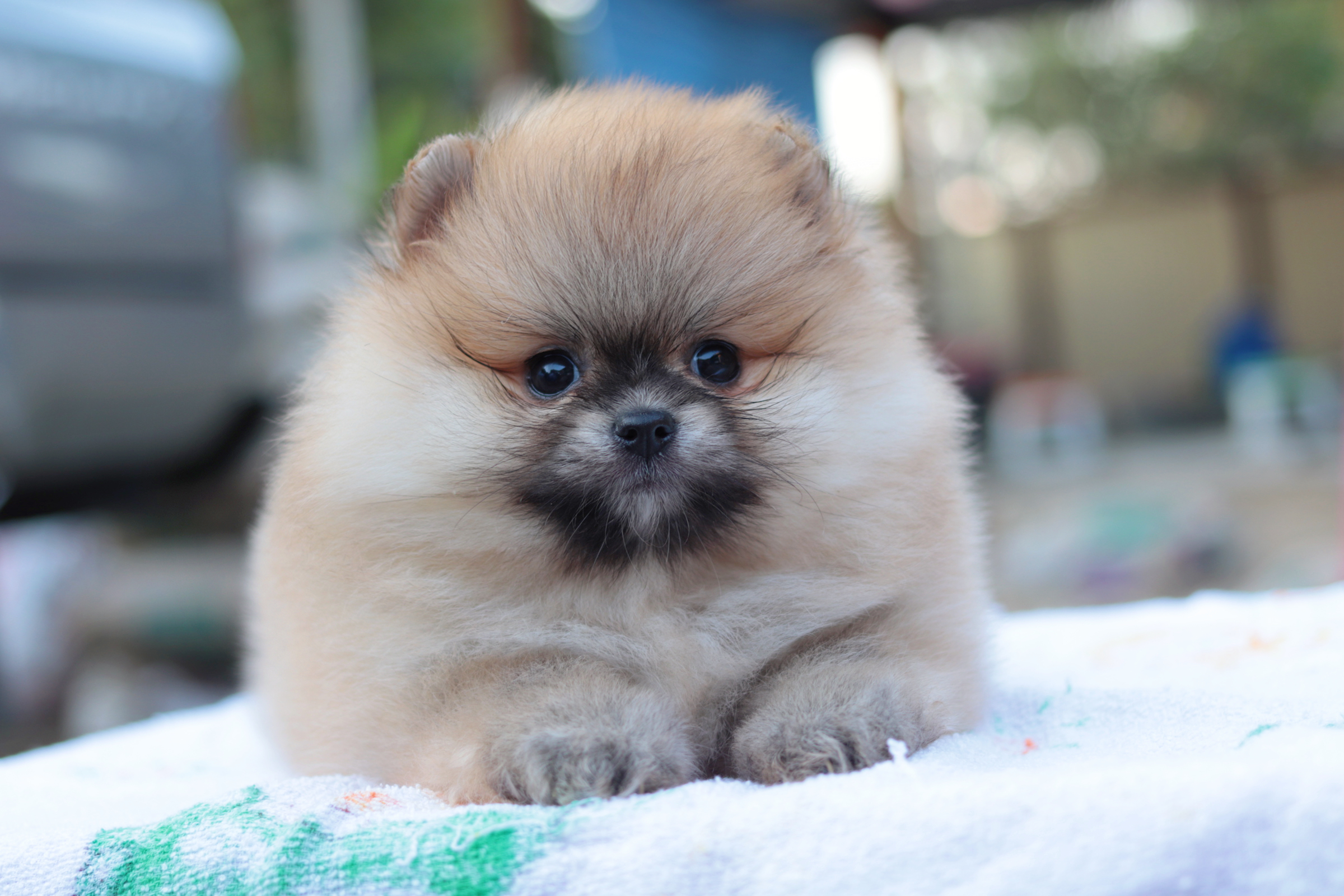 ปอมเมอเรเนียน เพศผู้สีส้มเกรดโชว์