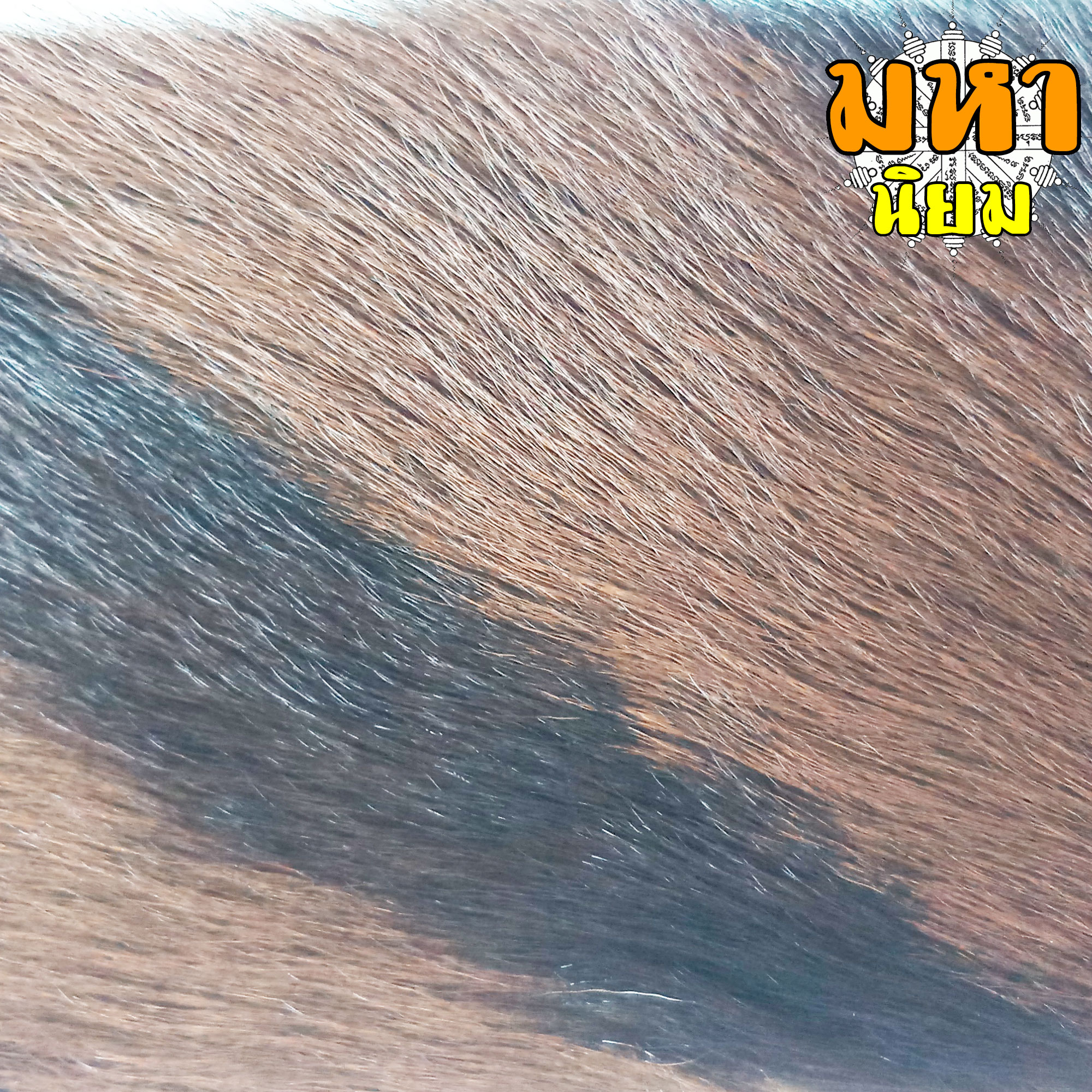 แผ่นหนังเสือ (เสือไฟ) ลงหมึกจารกำกับ เสือตะปบทรัพย์ หลวงพ่อคง วัดบางกะพ้อม จ.สมุทรสงคราม