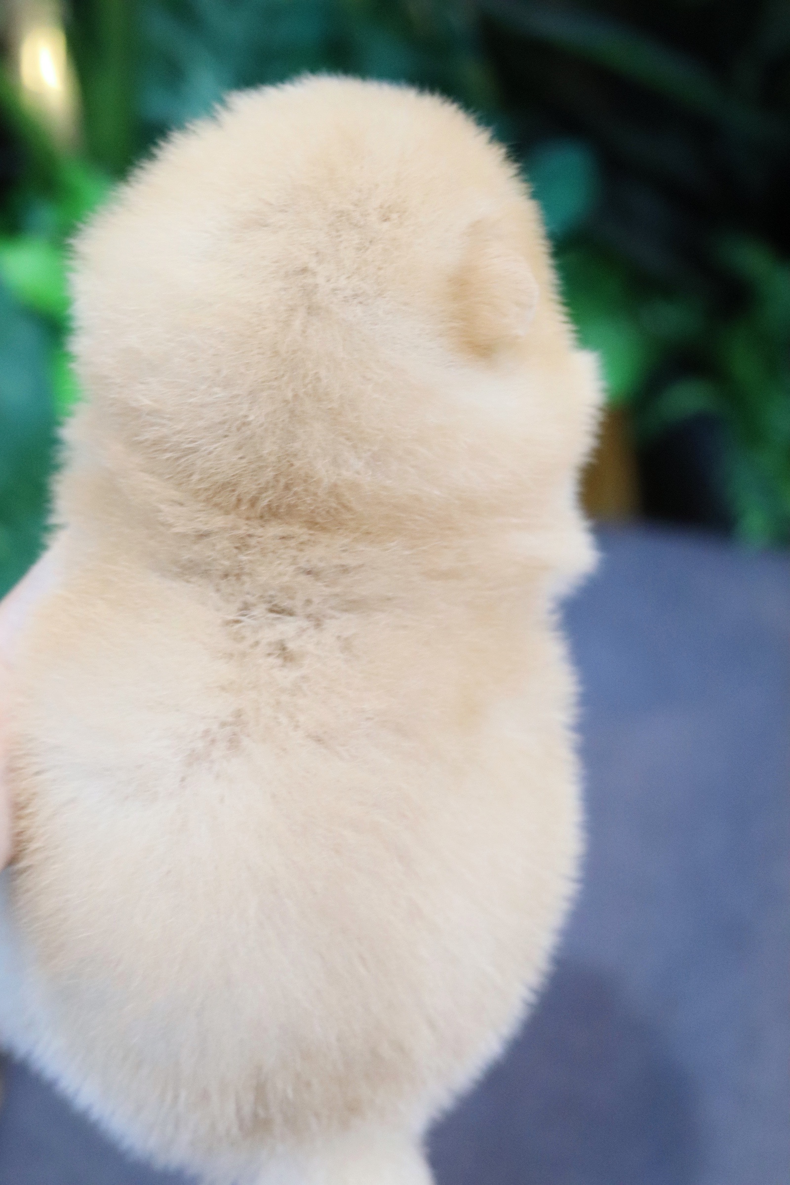 ปอมเมอเรเนียน เพศผู้ สีครีม