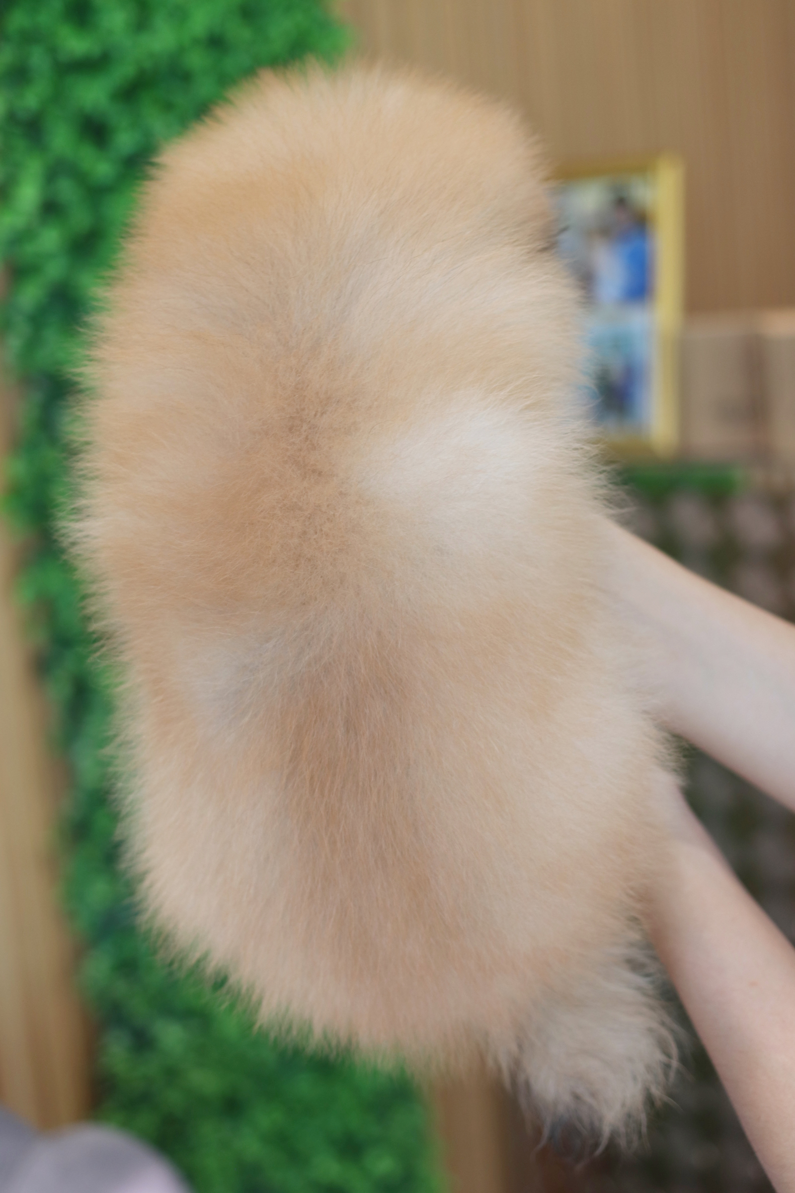 ปอมเมอเรเนียน เพศผู้สีส้ม