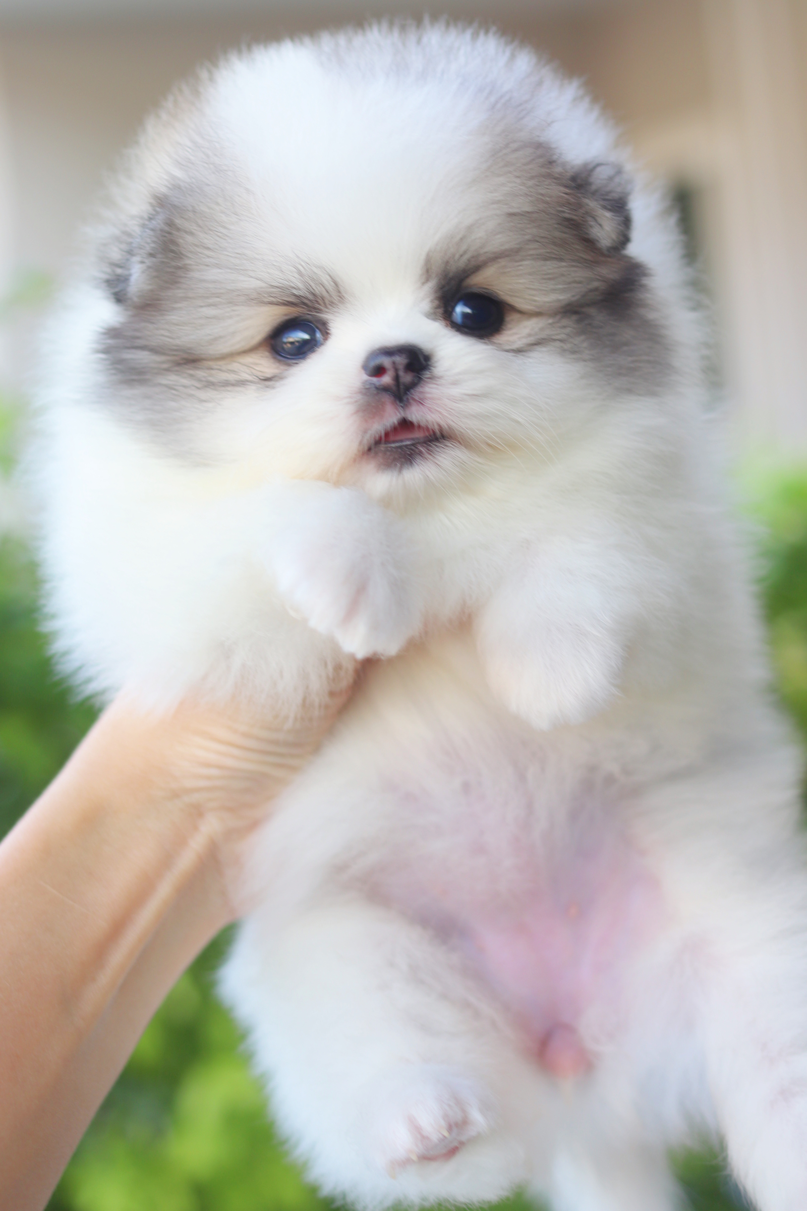 ปอมเมอเรเนียน เพศเมียสีแฟนซี เกรดโชว์