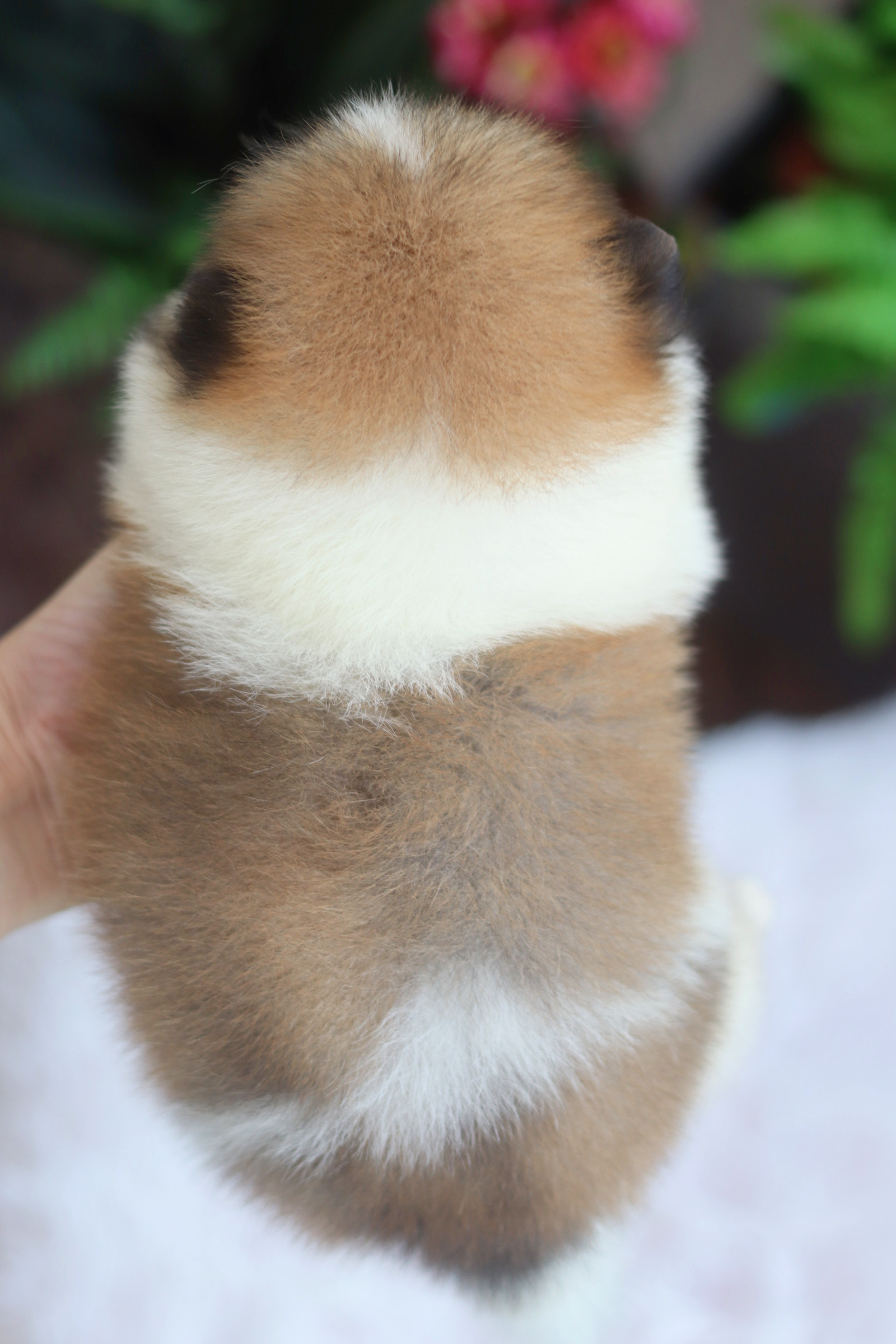 ปอมเมอเรเนียน เพศผู้แฟนซี