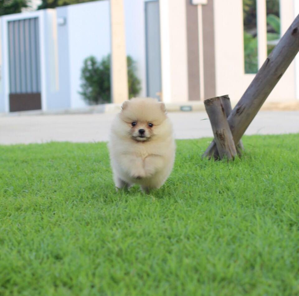 ปอมเมอเรเนียน เพศเมีย