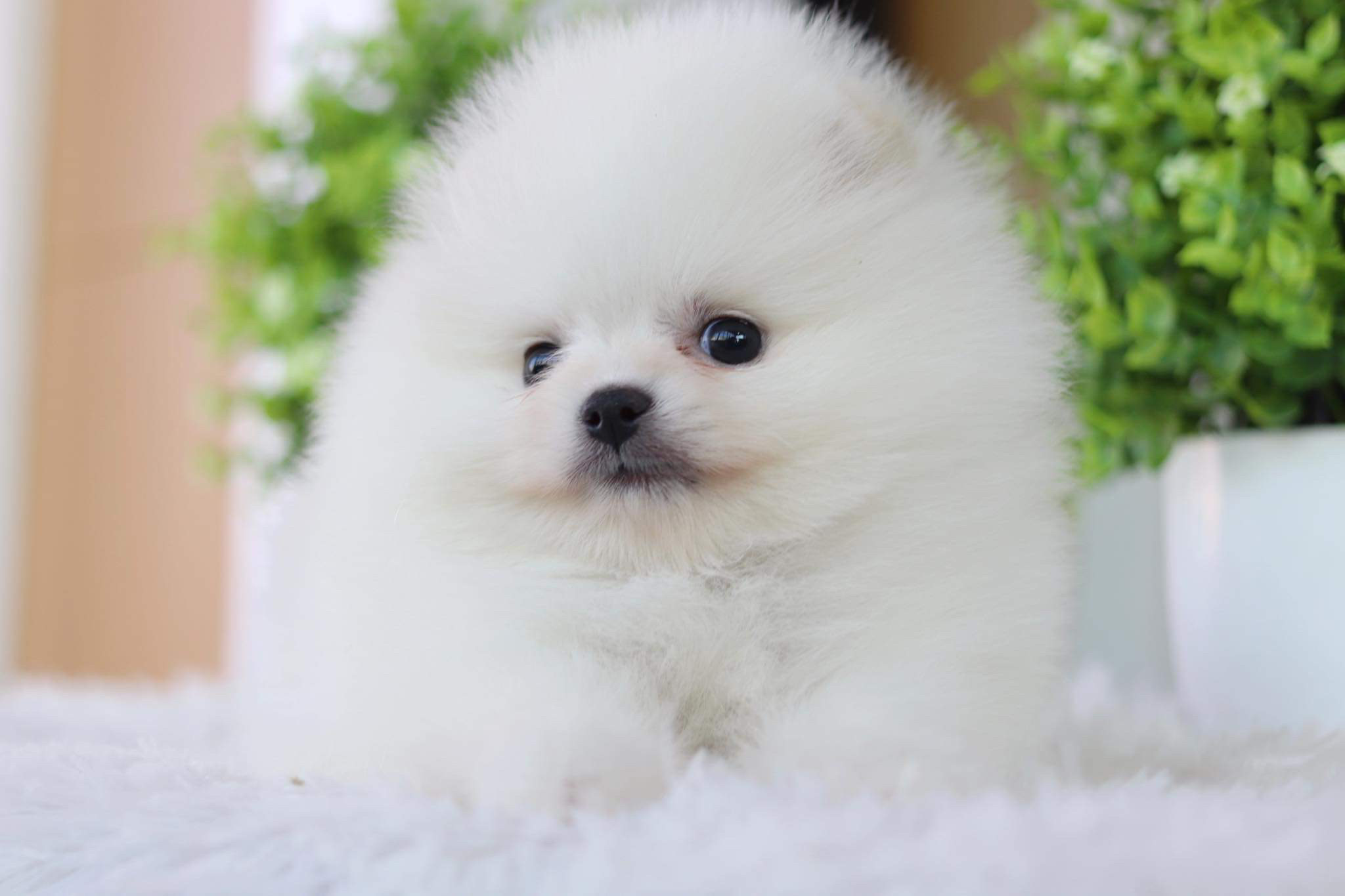 ปอมเมอเรเนียน เพศผู้