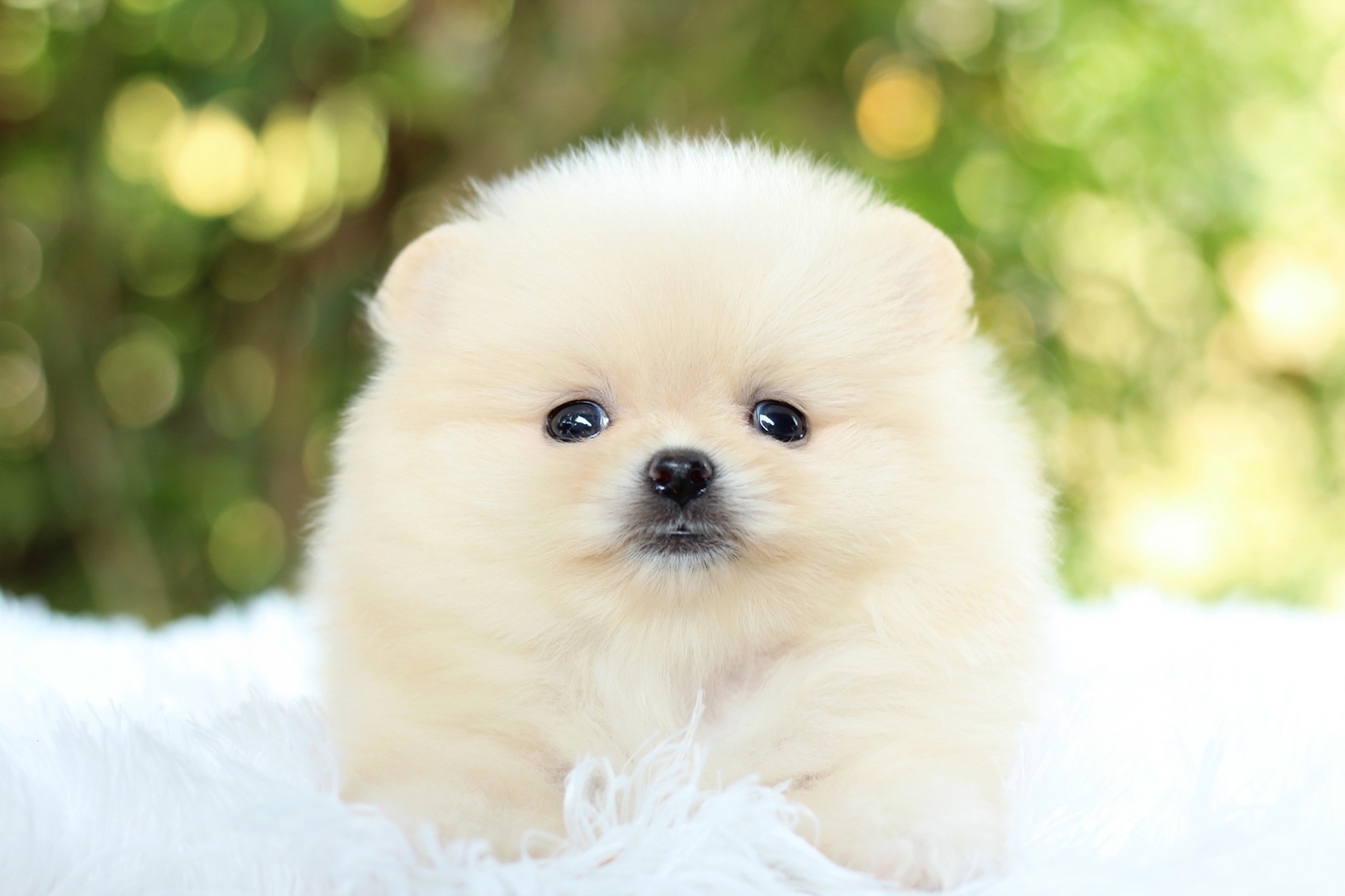 ปอมเมอเรเนียน เพศเมีย สีครีมหน้าตุ๊กตา