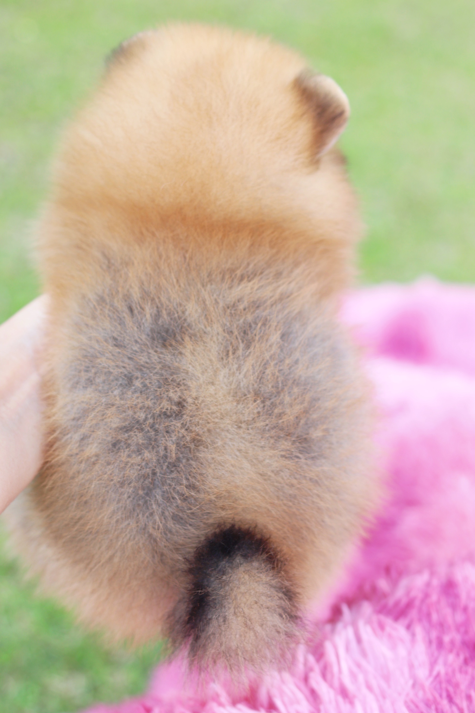 ปอมเมอเรเนียน เพศผู้สีส้มเกรดโชว์