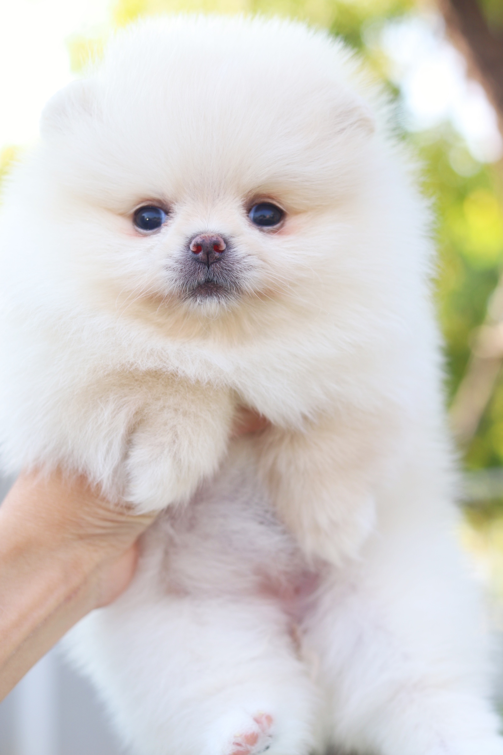 ปอมเมอเรเนียน เพศเมียสีครีม