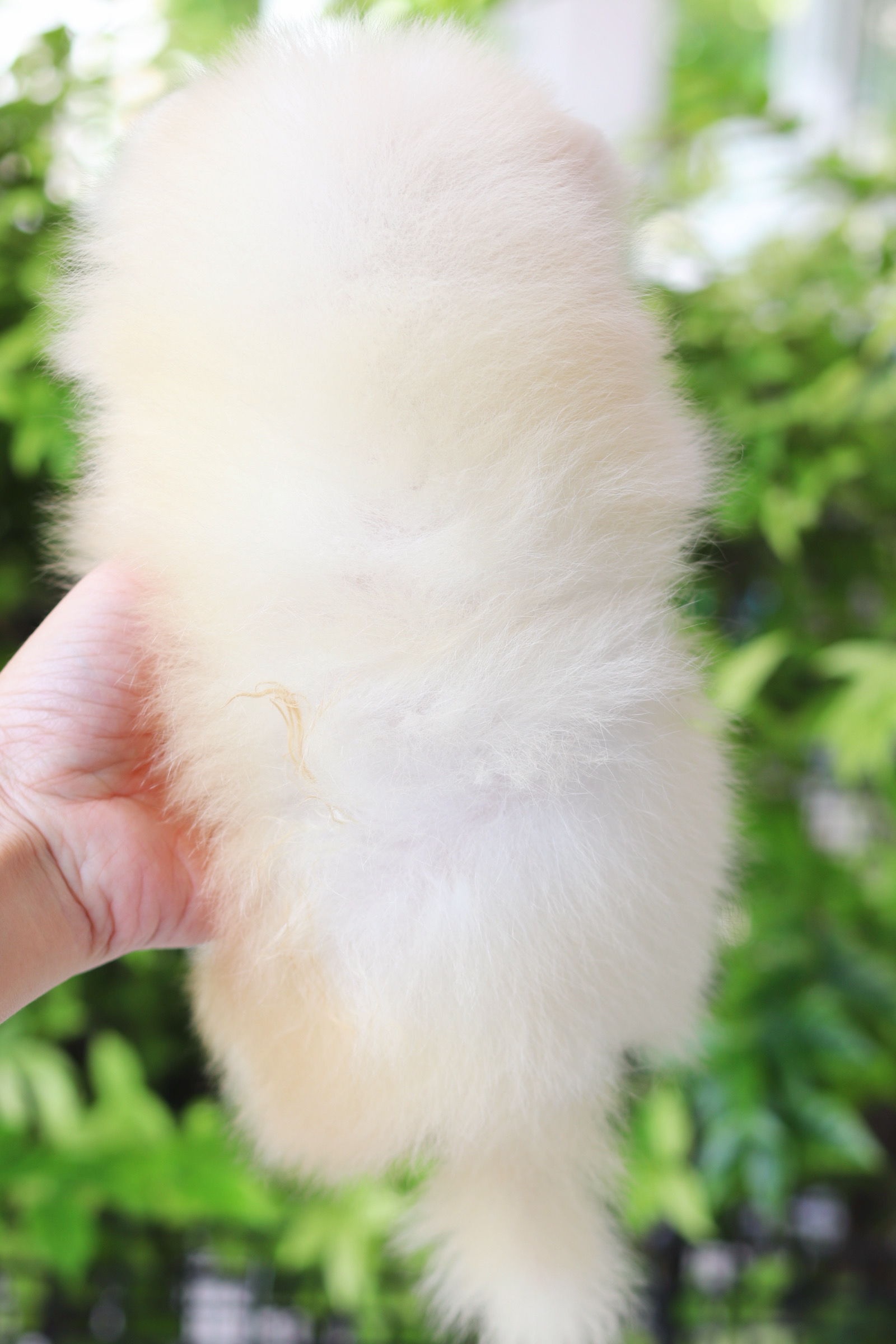 ปอมเมอเรเนียน เพศเมียสีขาวครีม