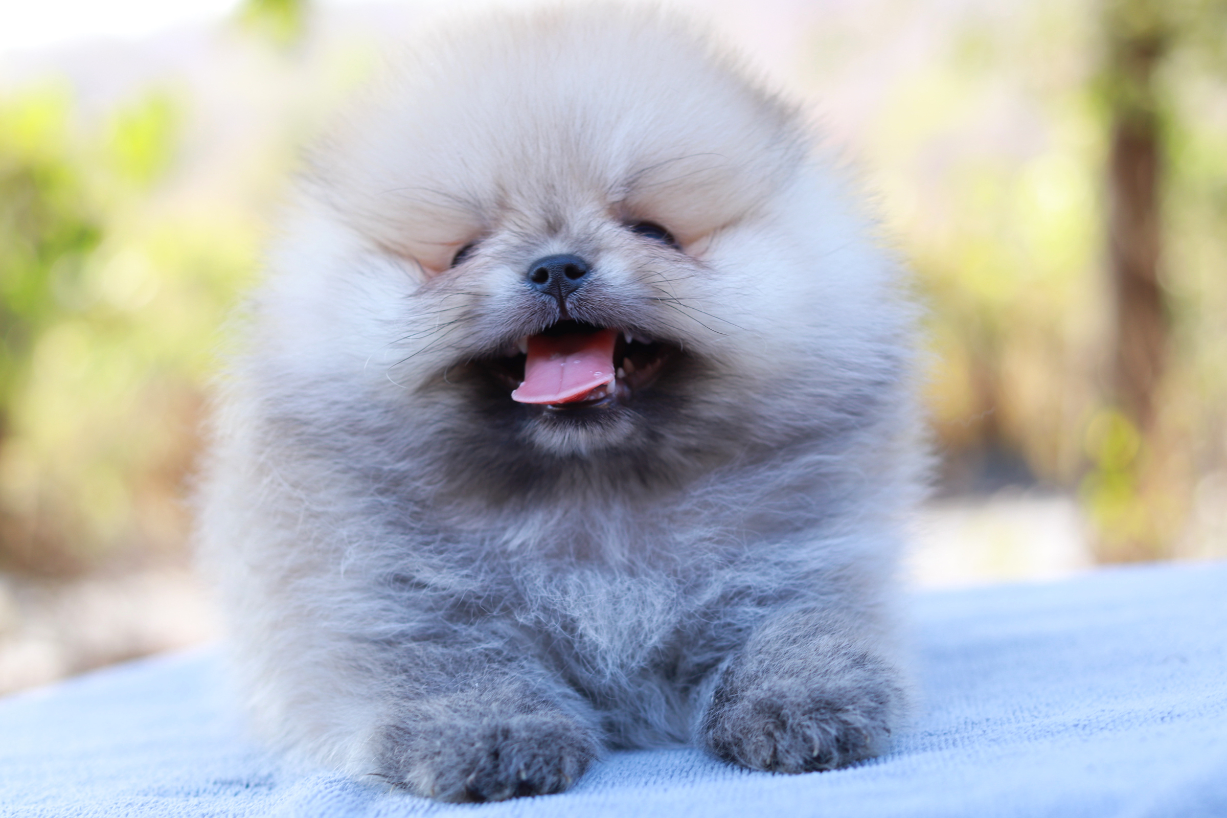 ปอมเมอเรเนียน เพศผู้