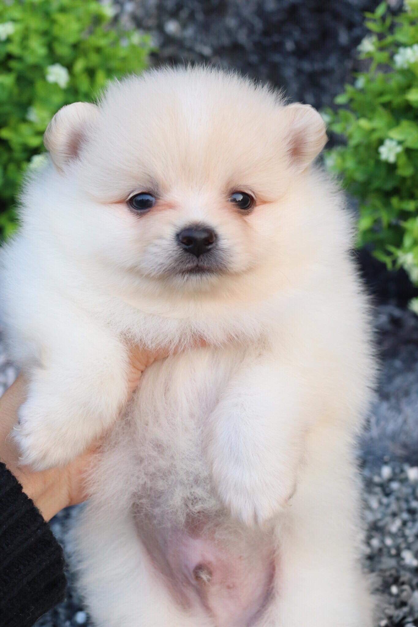 ปอมเมอเรเนียน เพศผู้