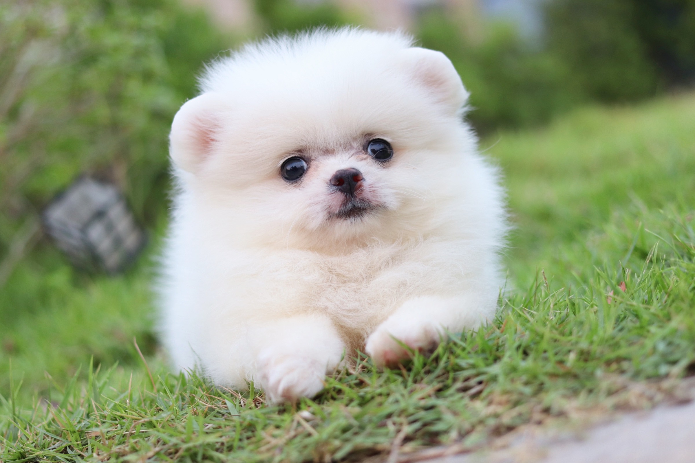 ปอมเมอเรเนียน เพศผู้ ขาวครีม