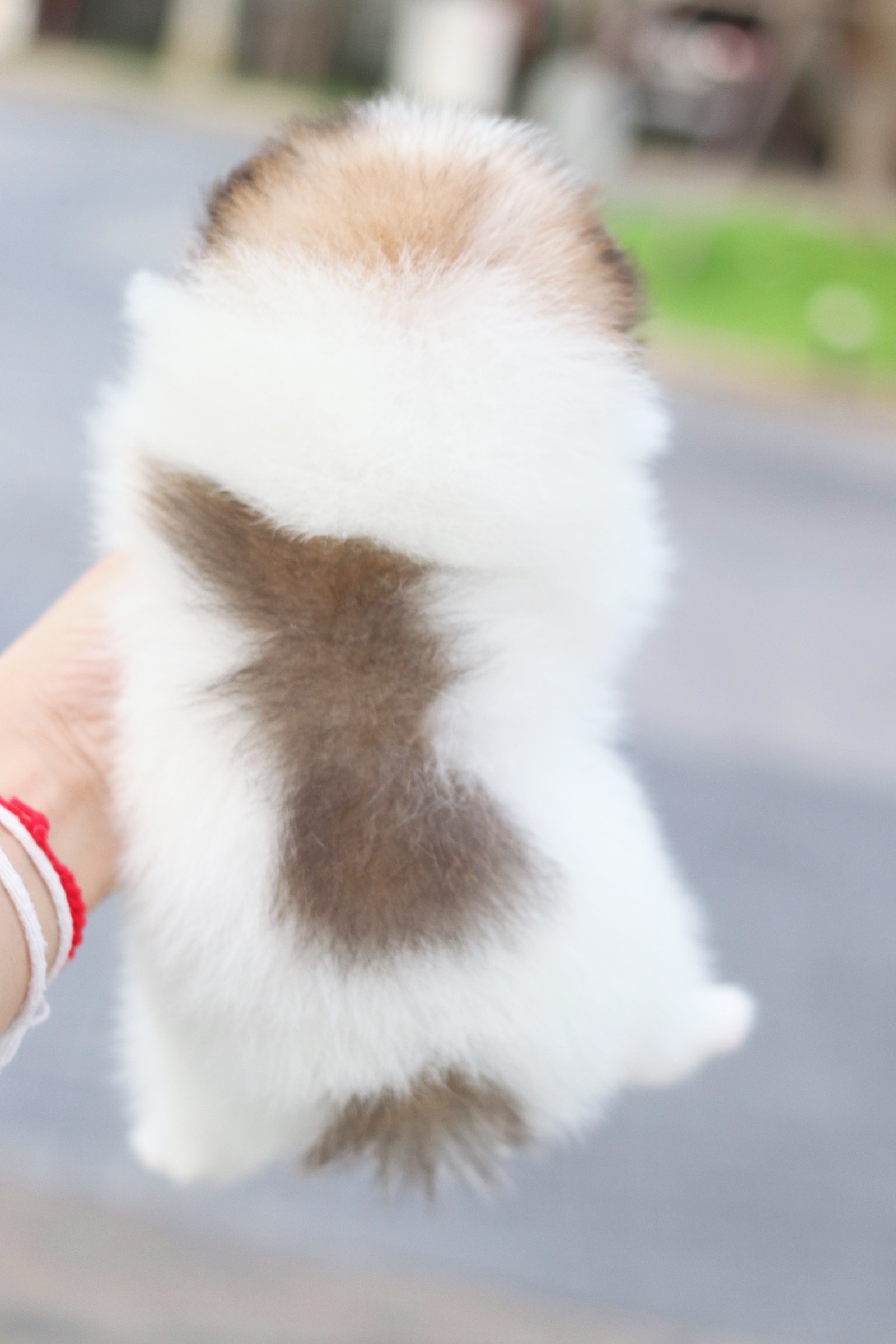 ปอมเมอเรเนียน เพศเมียสีแฟนซี