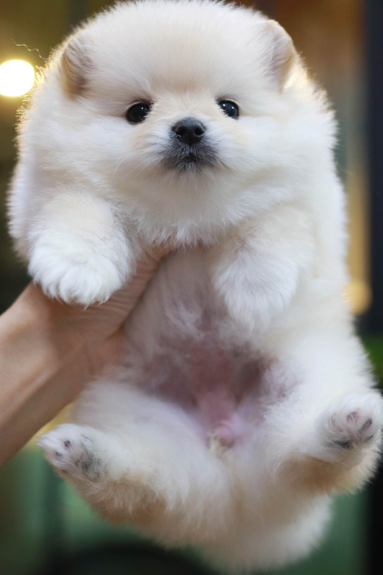 ปอมเมอเรเนียน เพศเมีย